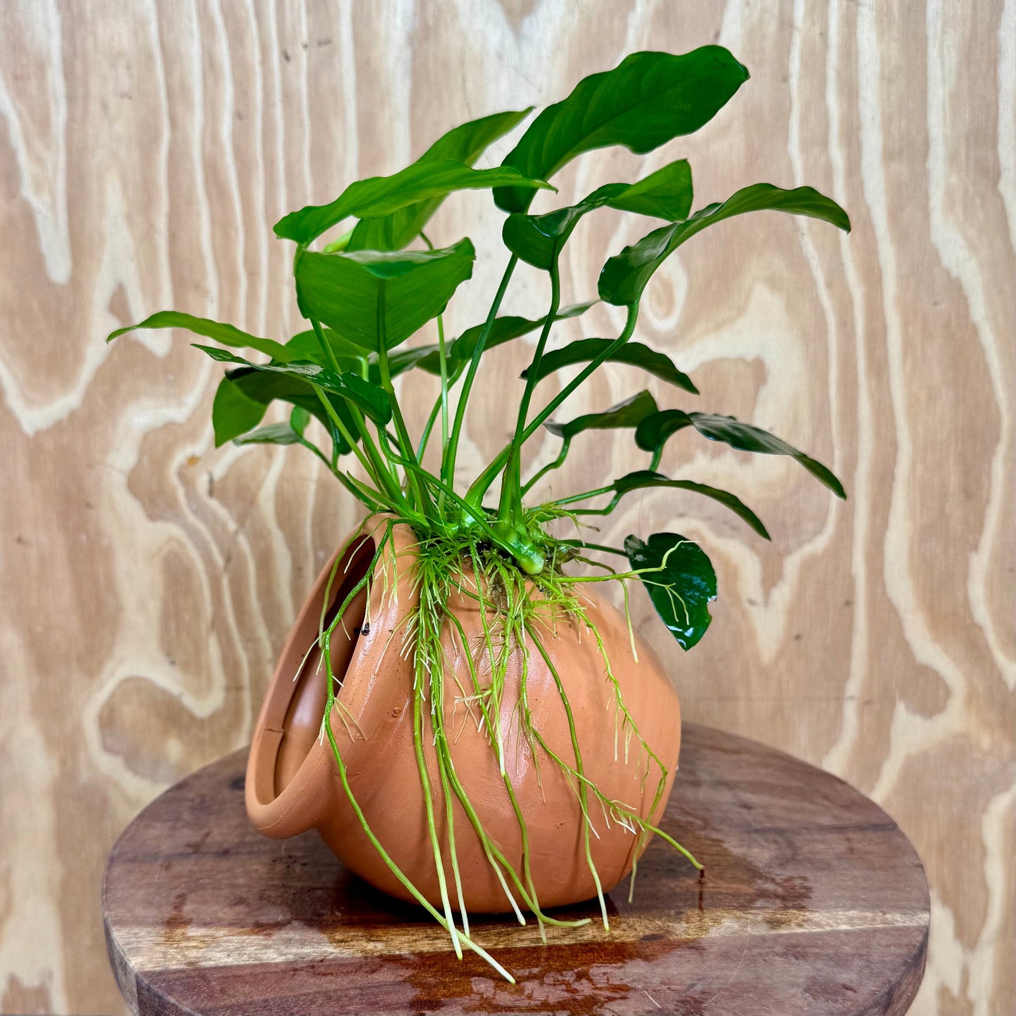 Scapeshop.com.au One Only Large Terracotta Urn with Anubias Nana - One Only Large Terracotta Urn with Anubias Nana - One Only