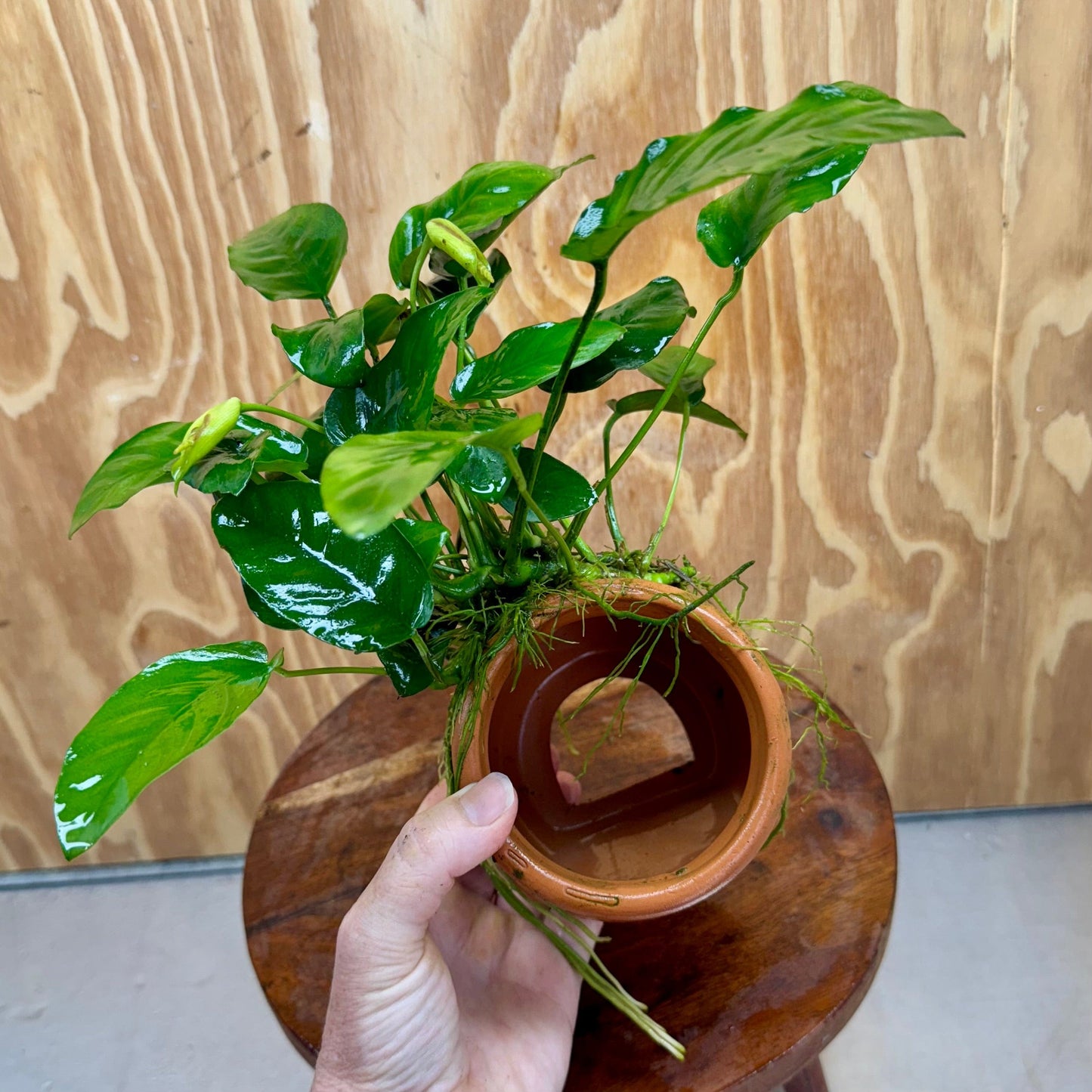 Scapeshop.com.au One Only Large Terracotta Urn with Anubias Nana - One Only Large Terracotta Urn with Anubias Nana - One Only