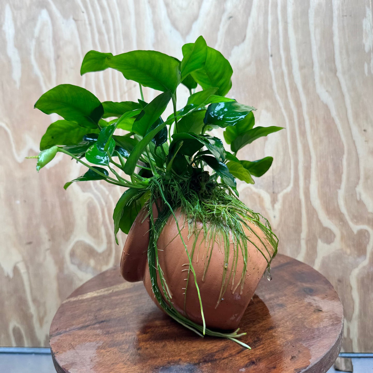 Scapeshop.com.au One Only Large Terracotta Urn with Anubias Nana - One Only Large Terracotta Urn with Anubias Nana - One Only