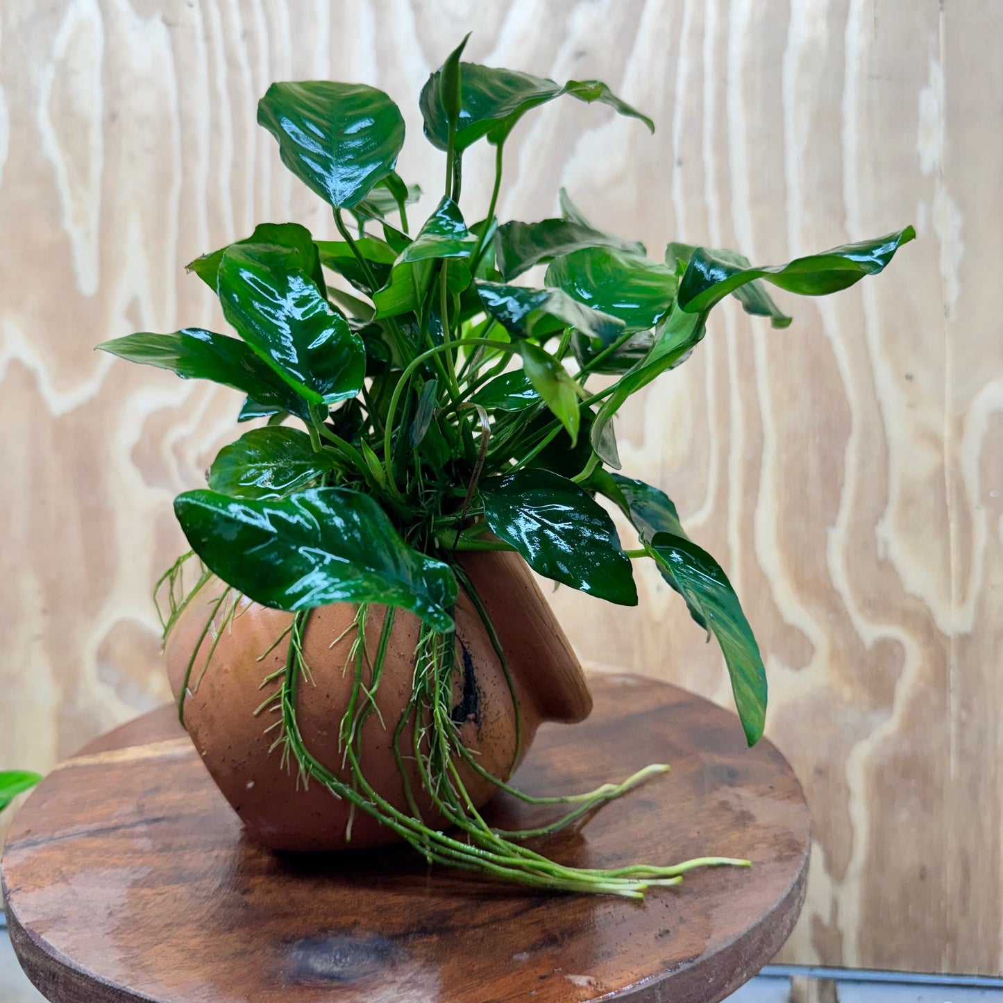 Scapeshop.com.au One Only Large Terracotta Urn with Anubias Nana - One Only Large Terracotta Urn with Anubias Nana - One Only
