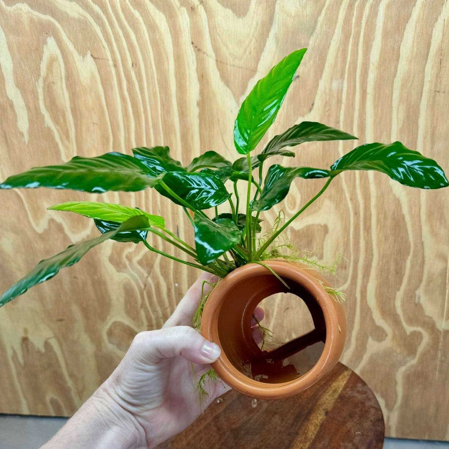 Scapeshop.com.au One Only Large Terracotta Urn with Anubias Paco - One Only Large Terracotta Urn with Anubias Paco - One Only