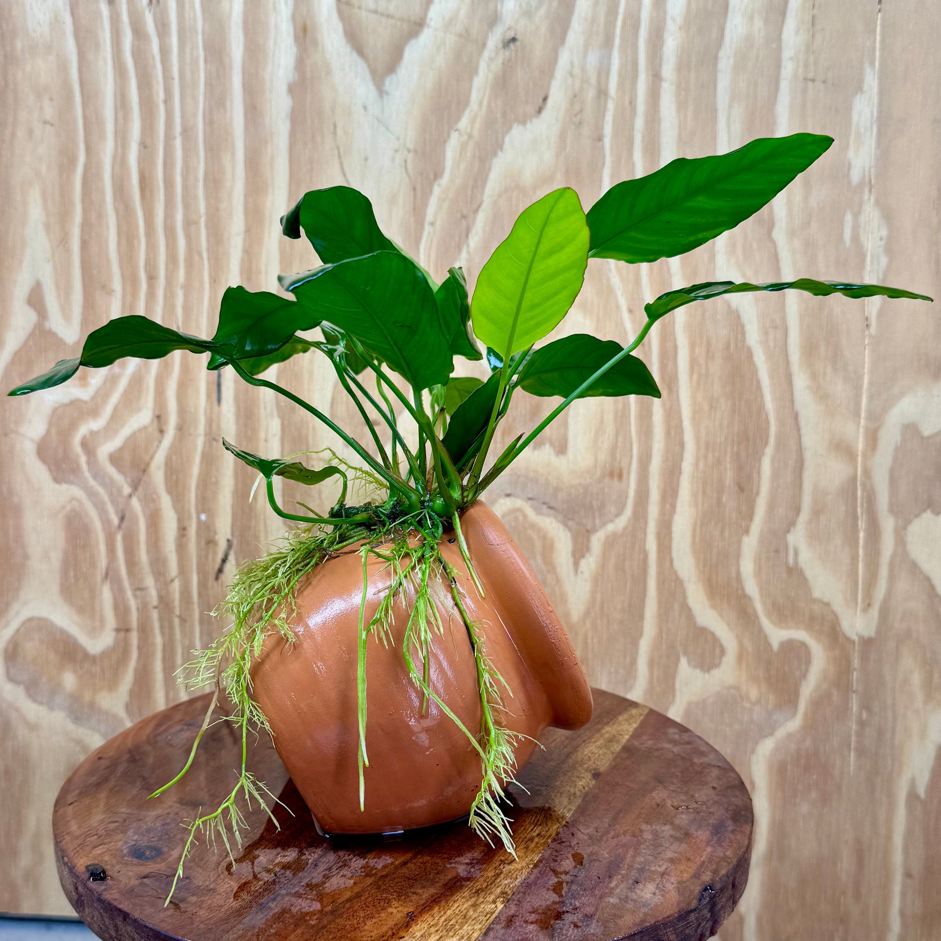 Scapeshop.com.au One Only Large Terracotta Urn with Anubias Paco - One Only Large Terracotta Urn with Anubias Paco - One Only