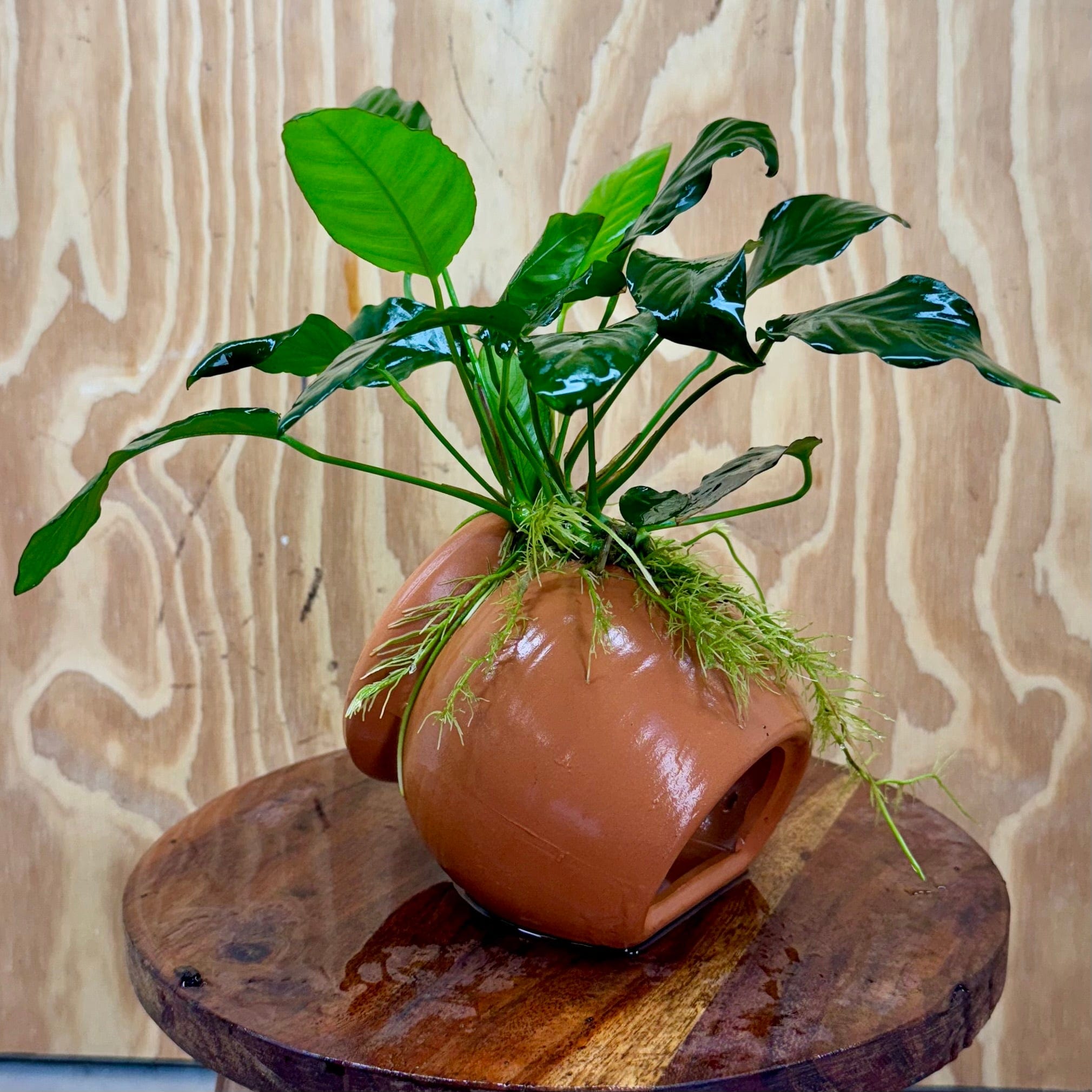 Scapeshop.com.au One Only Large Terracotta Urn with Anubias Paco - One Only Large Terracotta Urn with Anubias Paco - One Only