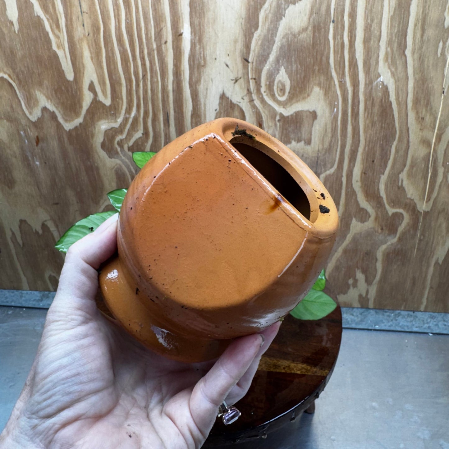 Scapeshop.com.au One Only Large Terracotta Urn with Anubias Paco - One Only For your aquarium Large Terracotta Urn with Anubias Nana - One Only
