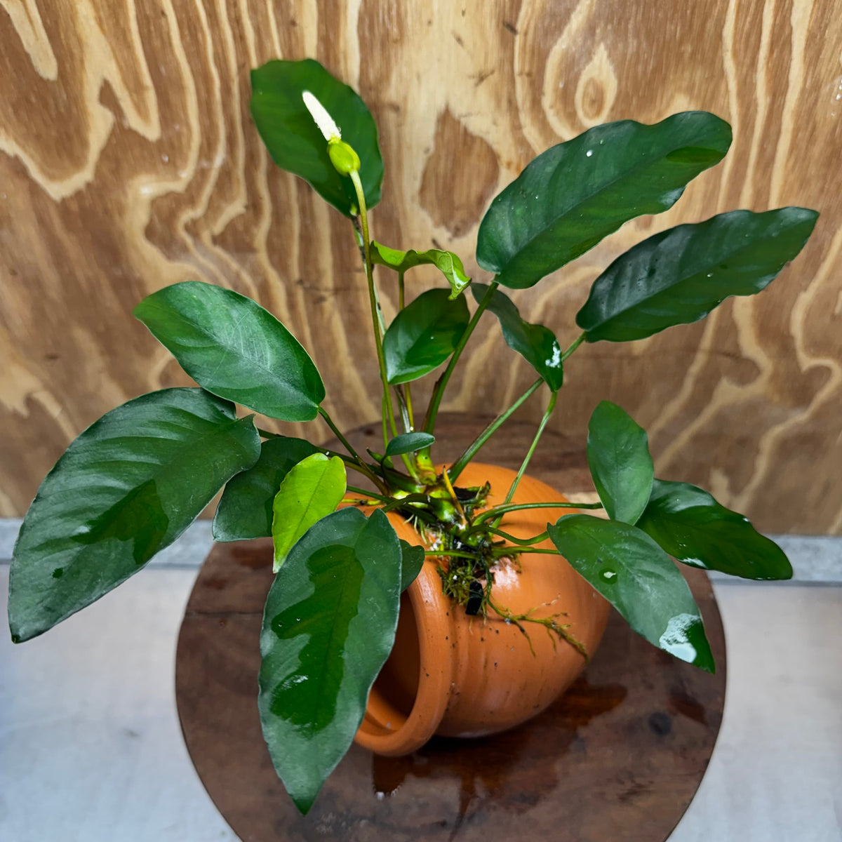 Scapeshop.com.au One Only Large Terracotta Urn with Anubias Petite Emerald Heart - One Only Small Terracotta Urn with Anubias Petite Emerald Heart - One Only