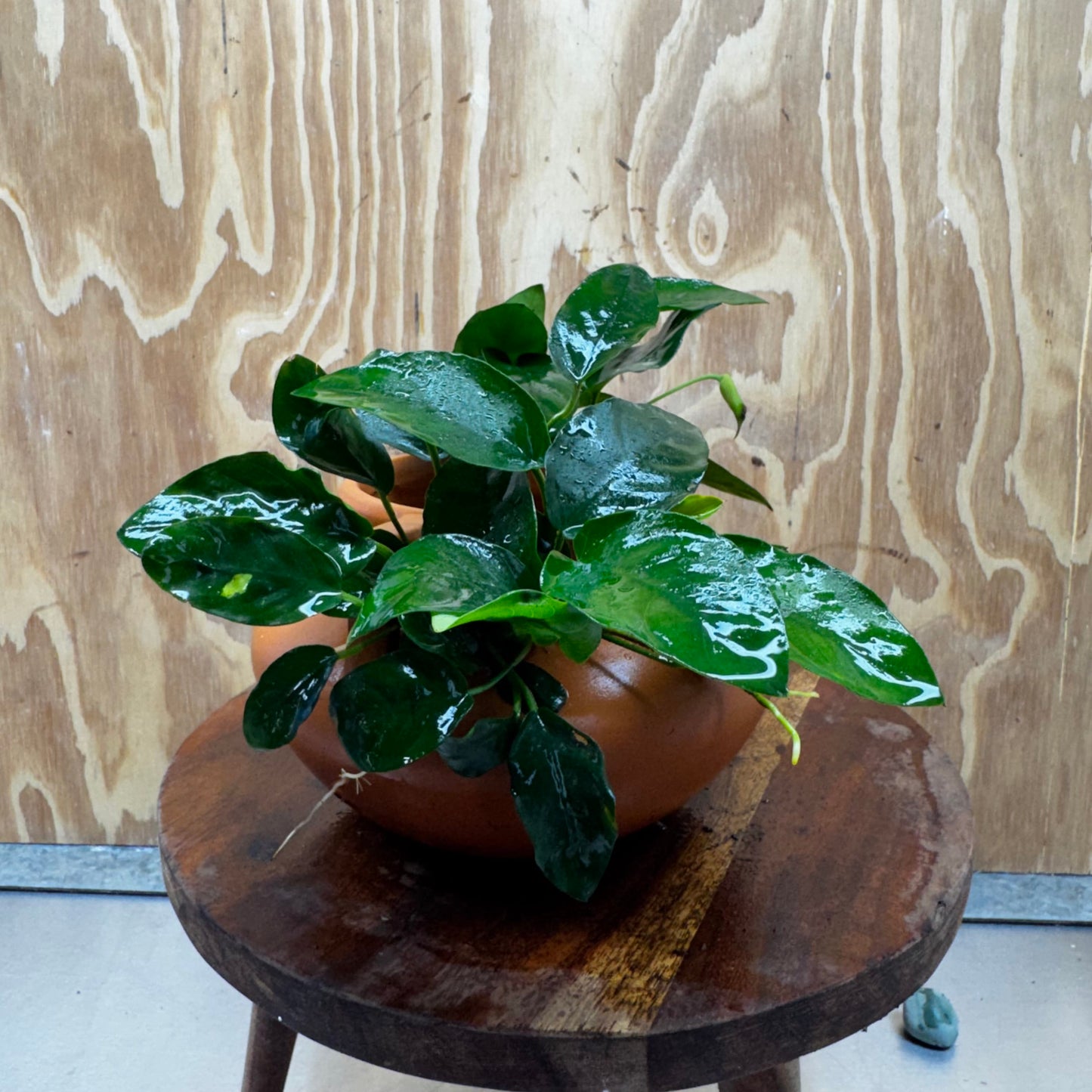 Scapeshop.com.au One Only Large Terracotta Urn with Handles and Double Nana Anubias - One Only Large Terracotta Urn with Handles and Double Nana Anubias - One Only