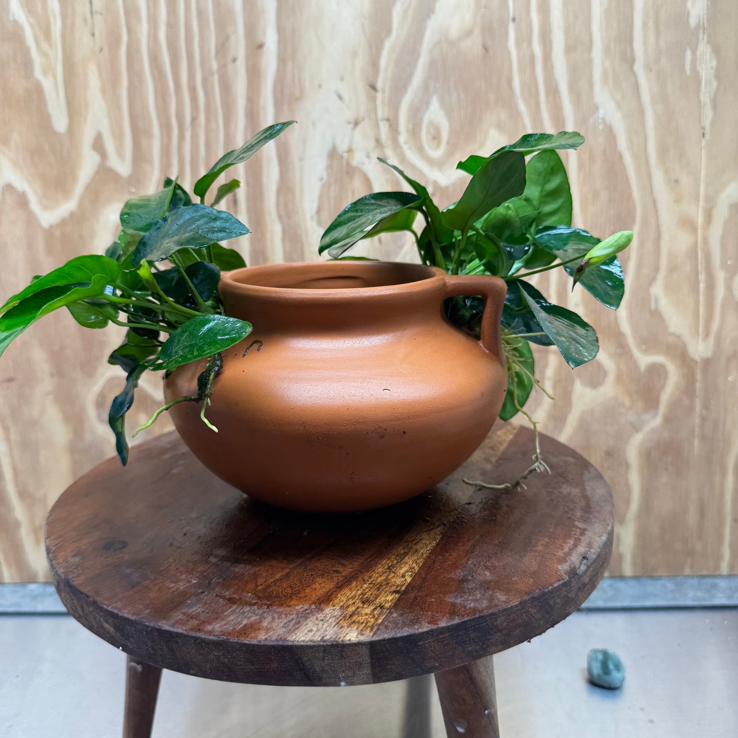 Scapeshop.com.au One Only Large Terracotta Urn with Handles and Double Nana Anubias - One Only Large Terracotta Urn with Handles and Double Nana Anubias - One Only