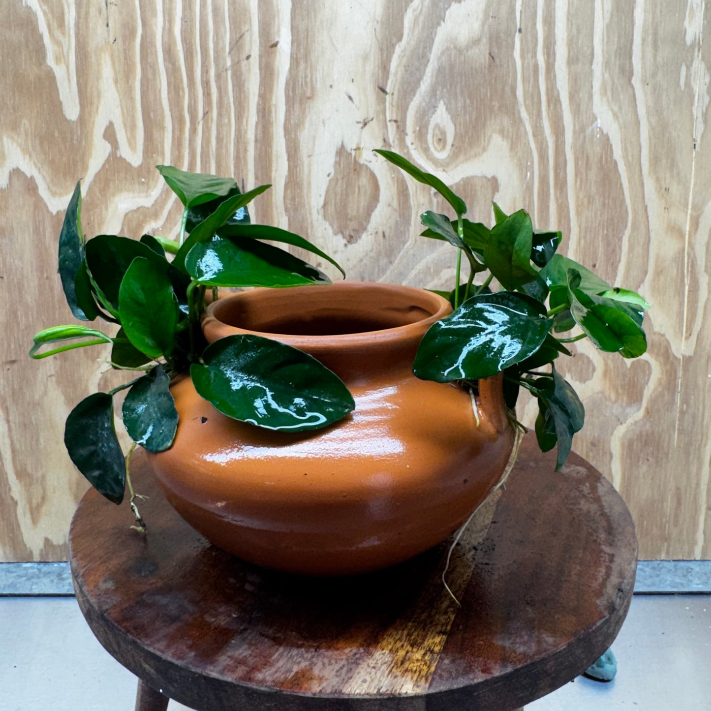 Scapeshop.com.au One Only Large Terracotta Urn with Handles and Double Nana Anubias - One Only Large Terracotta Urn with Handles and Double Nana Anubias - One Only