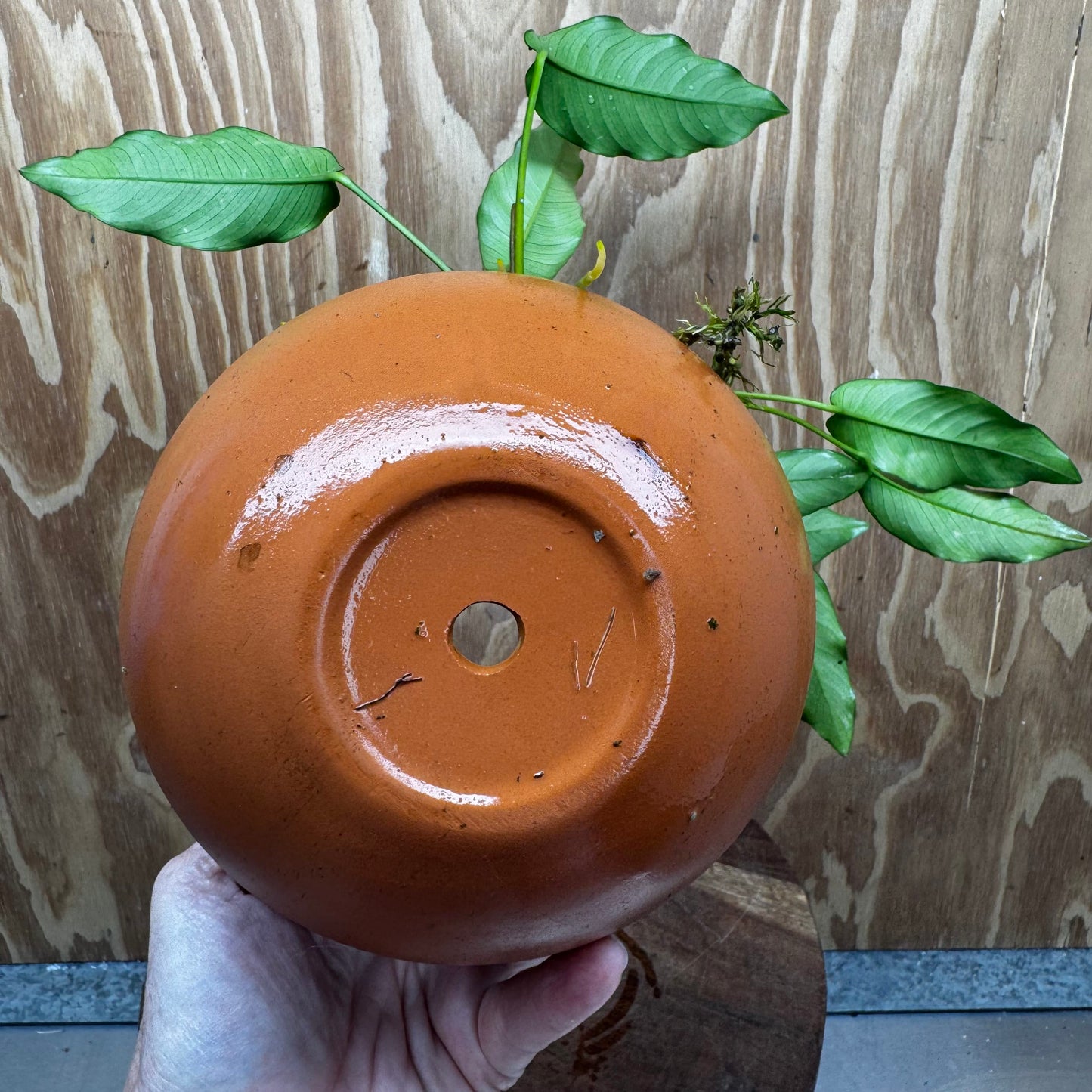 Scapeshop.com.au One Only Large Terracotta Urn with Handles and Petite Emerald Heart Anubias - One Only Large Terracotta Urn with Handles and Petite Emerald Heart Anubias - One Only