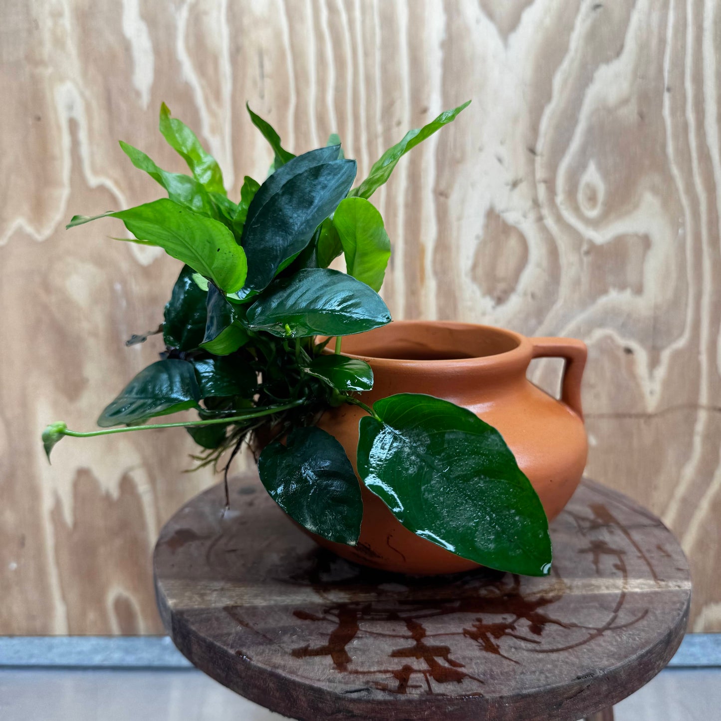 Scapeshop.com.au One Only Large Terracotta Urn with Handles, Nana Anubias & Indo Java Fern - One Only Large Terracotta Urn with Handles, Nana Anubias & Indo Java Fern - One Only