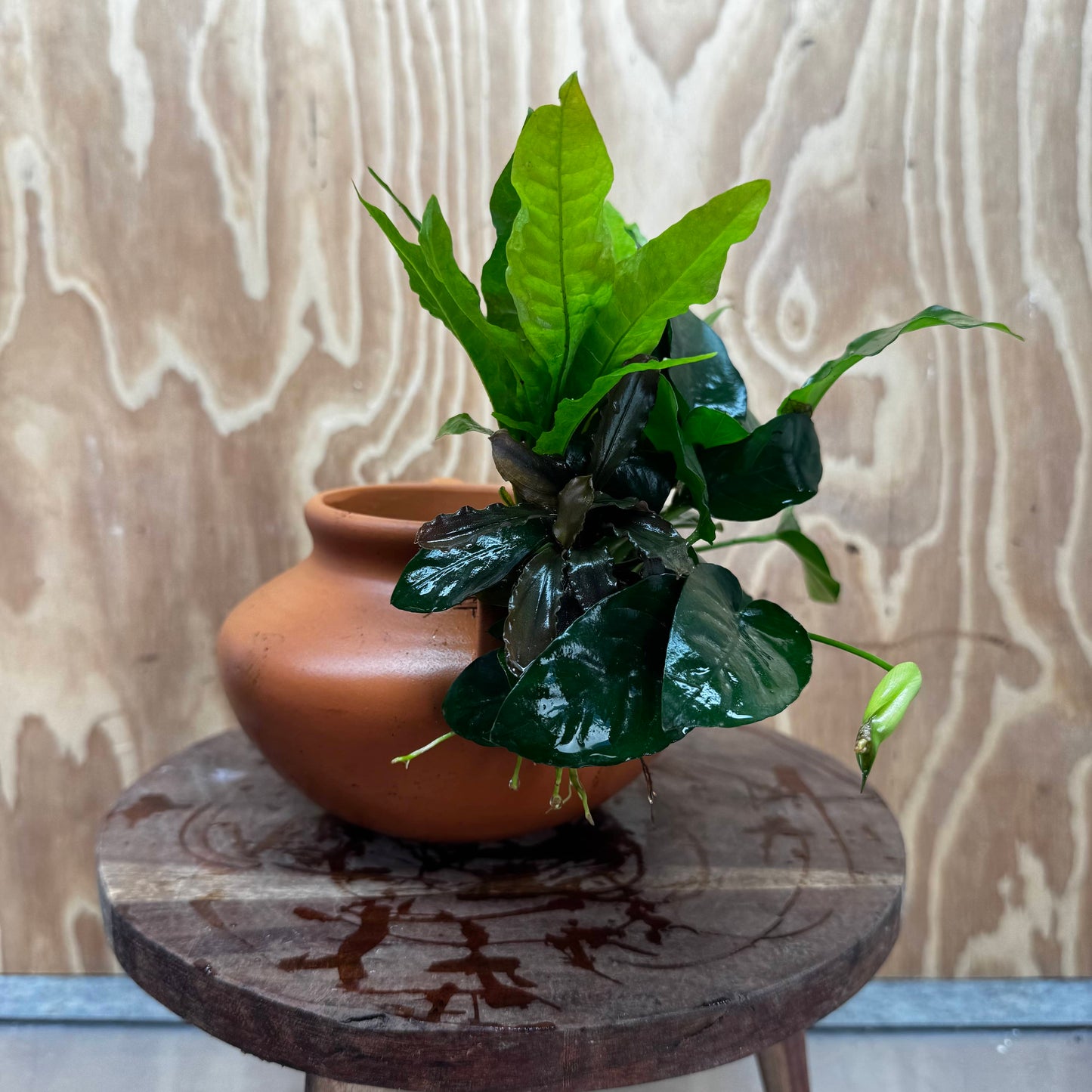 Scapeshop.com.au One Only Large Terracotta Urn with Handles, Nana Anubias & Indo Java Fern - One Only Large Terracotta Urn with Handles, Nana Anubias & Indo Java Fern - One Only