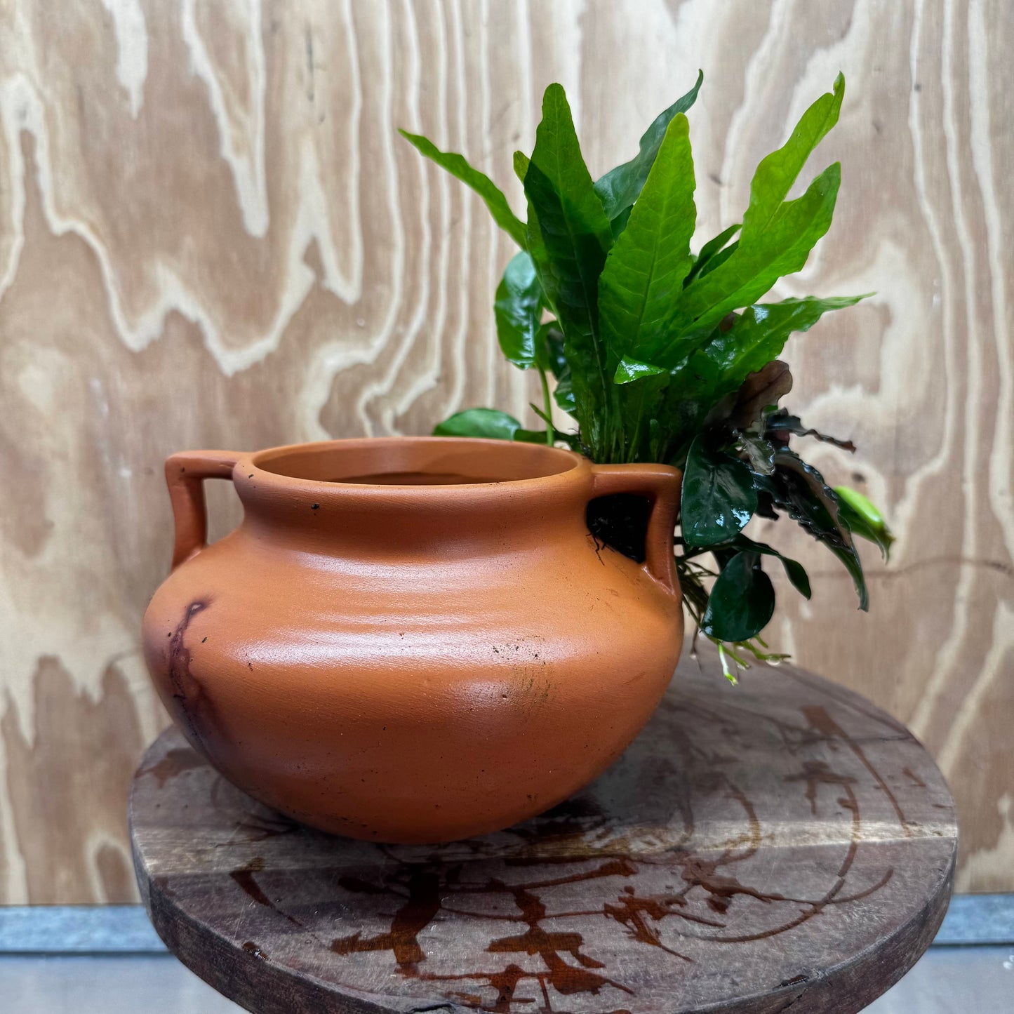 Scapeshop.com.au One Only Large Terracotta Urn with Handles, Nana Anubias & Indo Java Fern - One Only Large Terracotta Urn with Handles, Nana Anubias & Indo Java Fern - One Only