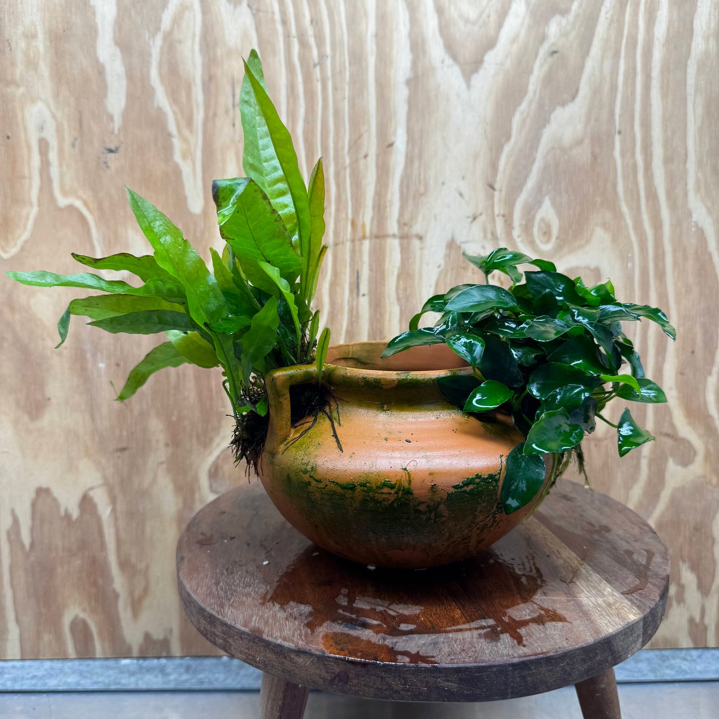 Scapeshop.com.au One Only Large Terracotta Urn with Handles, Nana Anubias & Indo Java Fern - One Only Large Terracotta Urn with Handles, Nana Anubias & Indo Java Fern - One