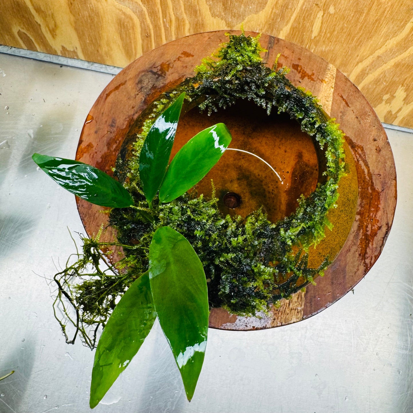 Scapeshop.com.au One Only Large Terracotta Urn with Handles, Old Type Afzelli Anubias and Fontinalis (Java Moss) - One Only Large Terracotta Urn with Handles, Old Type Afzelli Anubias and Fontinalis (Java Moss) - One Only