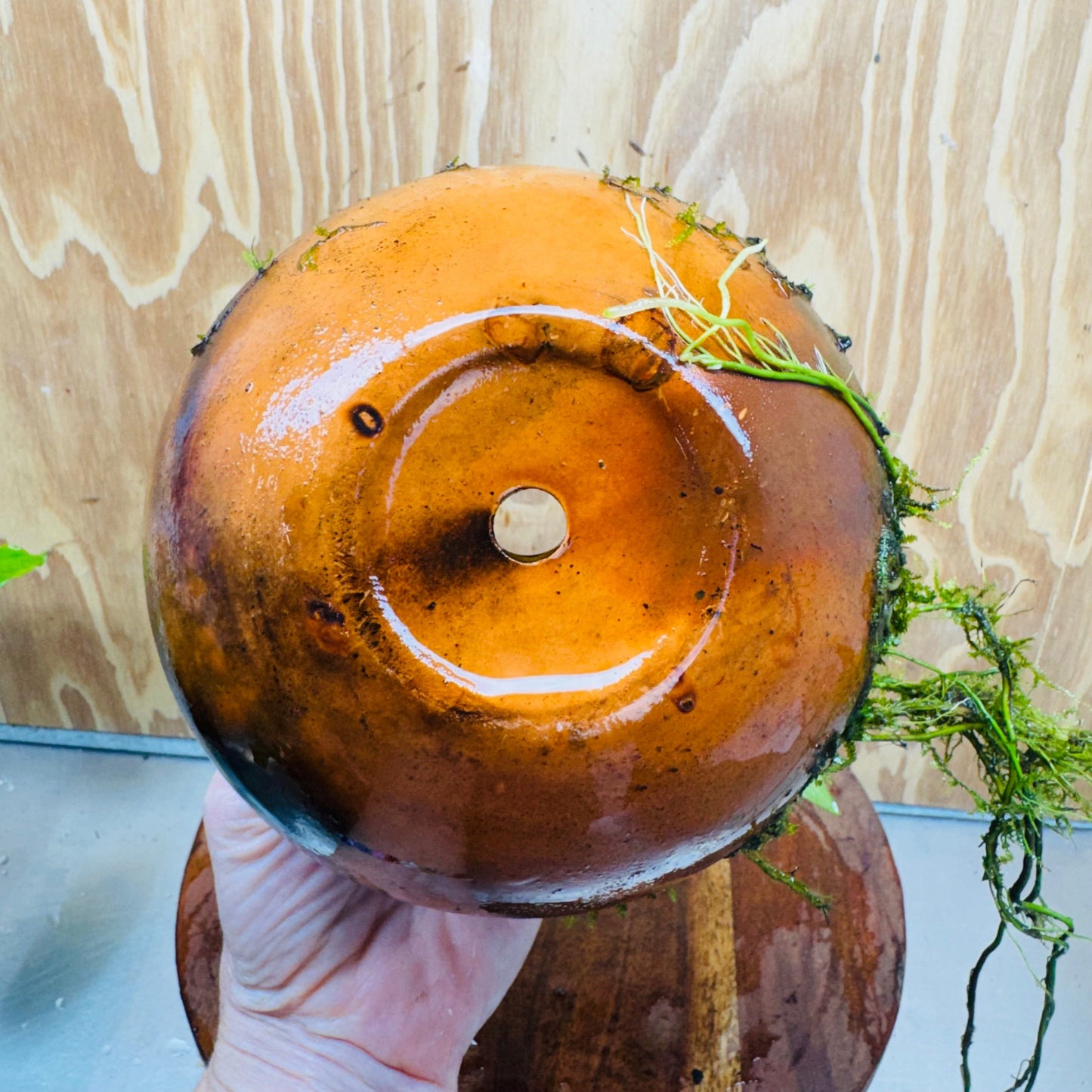 Scapeshop.com.au One Only Large Terracotta Urn with Handles, Old Type Afzelli Anubias and Fontinalis (Java Moss) - One Only Large Terracotta Urn with Handles, Old Type Afzelli Anubias and Fontinalis (Java Moss) - One Only