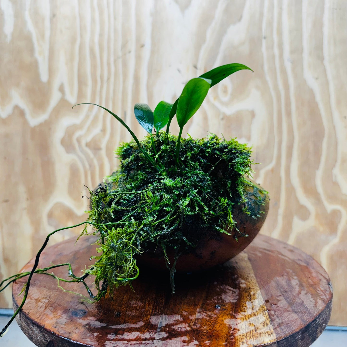 Scapeshop.com.au One Only Large Terracotta Urn with Handles, Old Type Afzelli Anubias and Fontinalis (Java Moss) - One Only Large Terracotta Urn with Handles, Old Type Afzelli Anubias and Fontinalis (Java Moss) - One Only