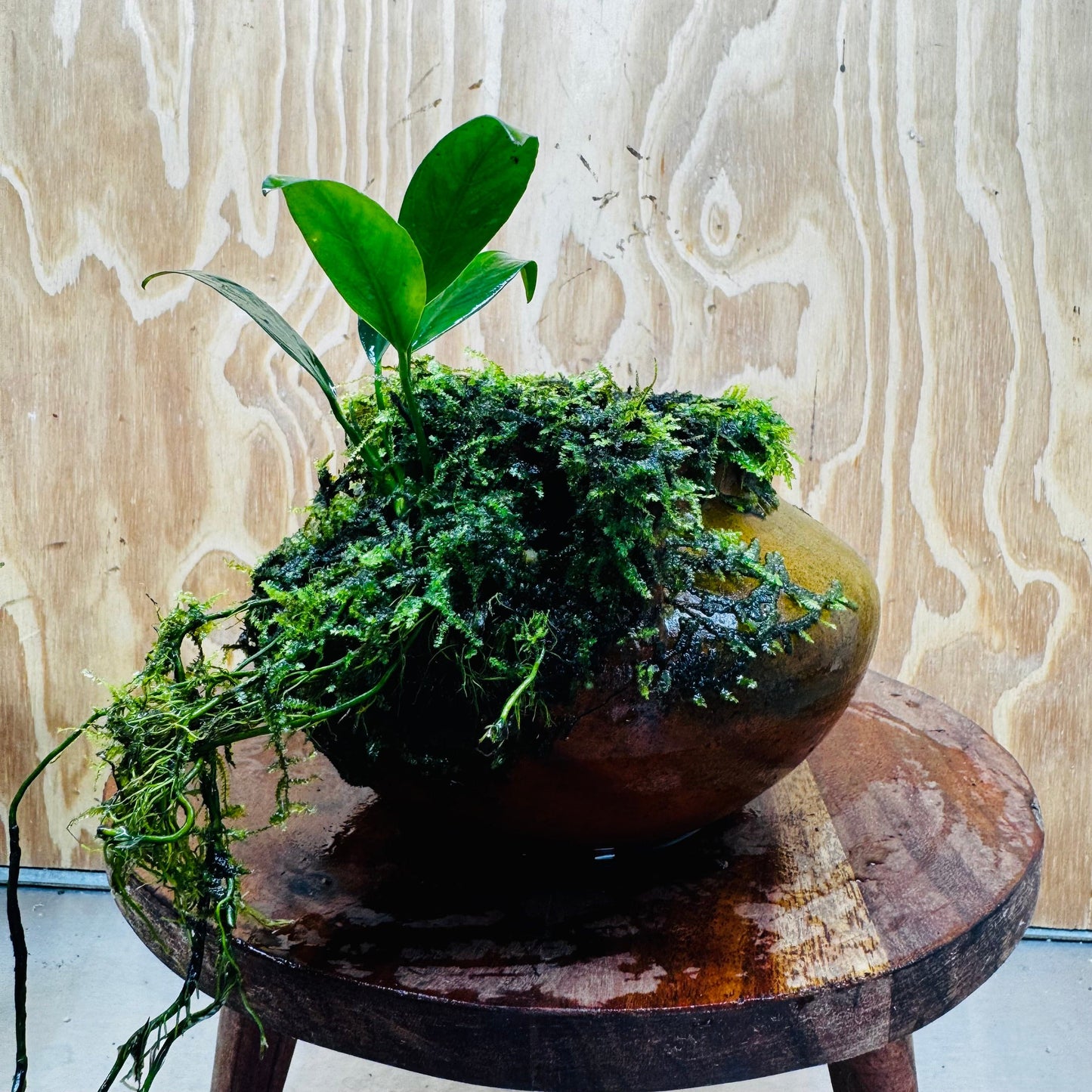 Scapeshop.com.au One Only Large Terracotta Urn with Handles, Old Type Afzelli Anubias and Fontinalis (Java Moss) - One Only Large Terracotta Urn with Handles, Old Type Afzelli Anubias and Fontinalis (Java Moss) - One Only