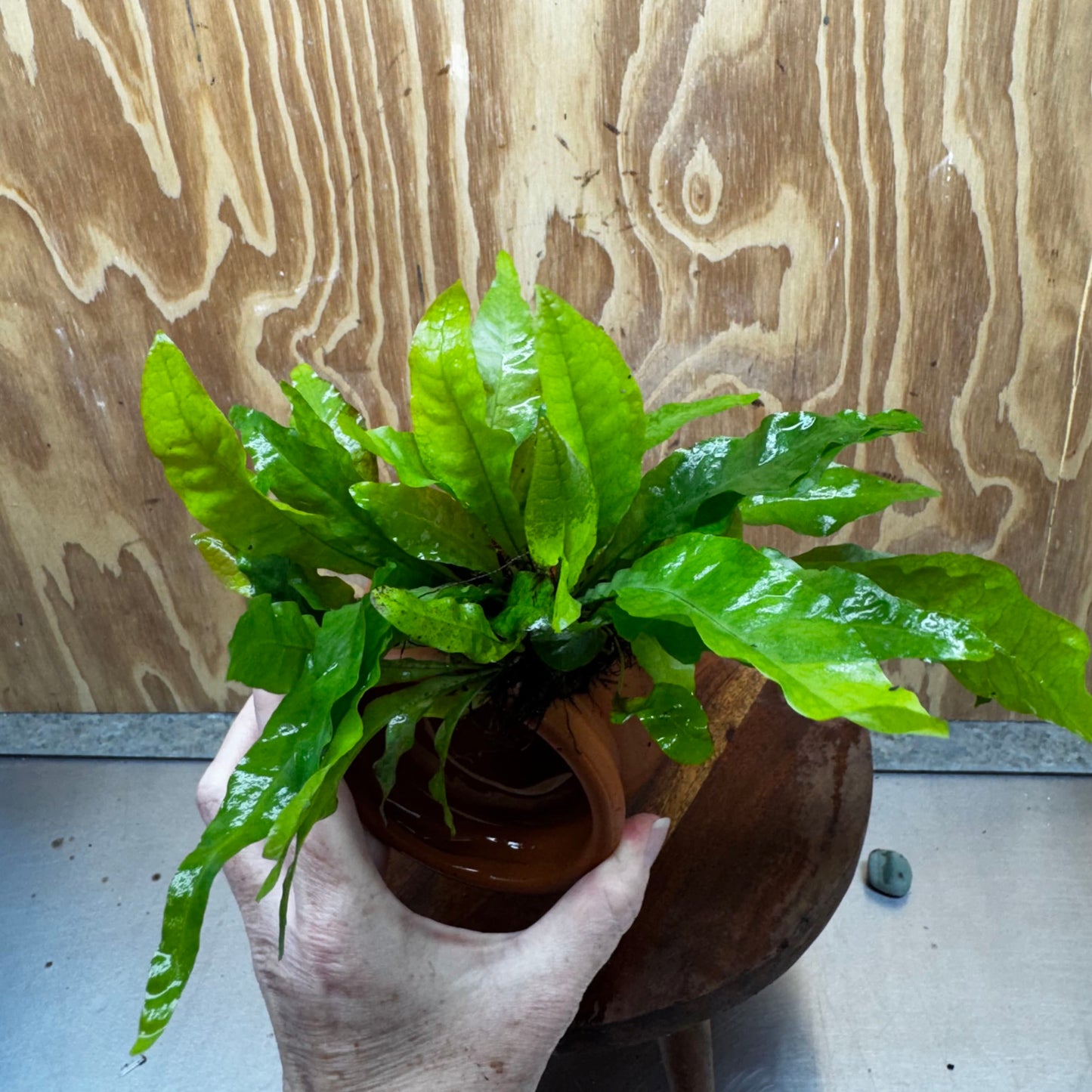 Scapeshop.com.au One Only Large Terracotta Urn with Indo Micro (Java Fern) - One Only For your aquarium Large Terracotta Urn with Anubias Nana - One Only