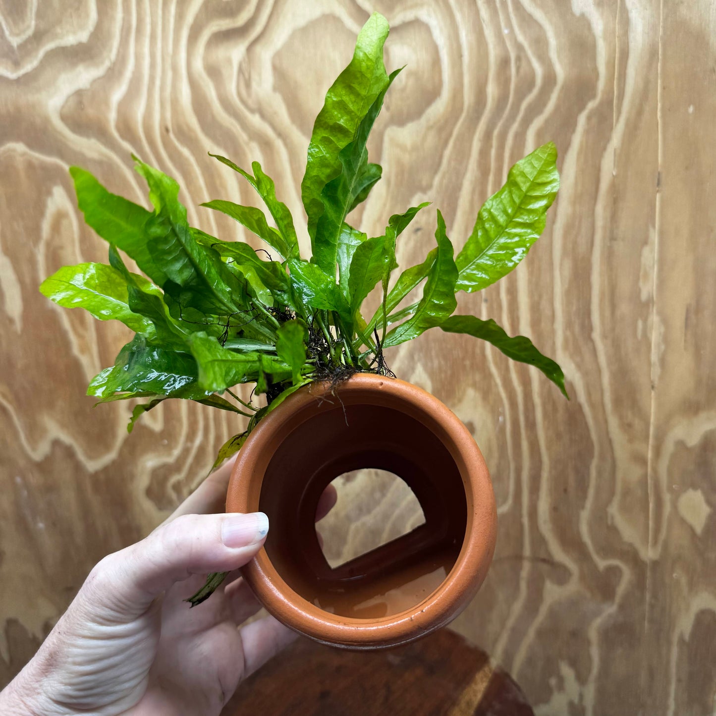 Scapeshop.com.au One Only Large Terracotta Urn with Indo Micro (Java Fern) - One Only For your aquarium Large Terracotta Urn with Anubias Nana - One Only