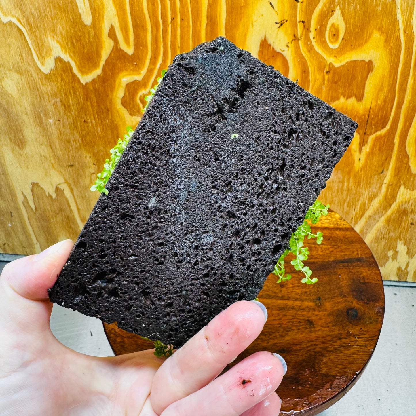 Scapeshop.com.au One Only Lava Rock Tile with Micranthemum 'Takashi Carpet' One Only Tile A Lava Rock Tile with Micranthemum 'Takashi Carpet' One Only Tile A