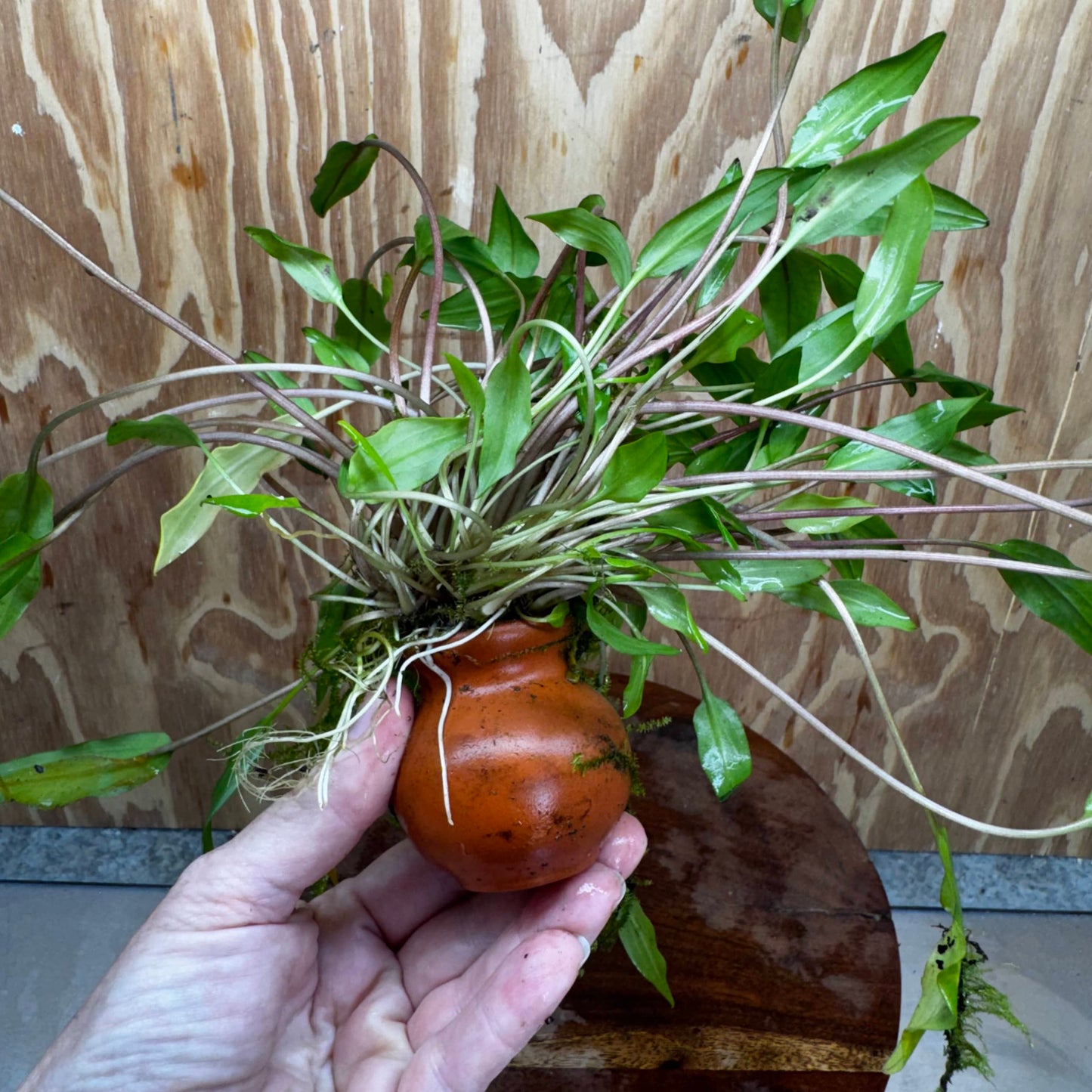 Pisces Enterprises One Only Lutea Cryptocoryne and Zipper Moss Terracotta Vase - One Only Shop for Double Micranthemum Terracotta Vase Urn - One Only - Scapeshop Australia