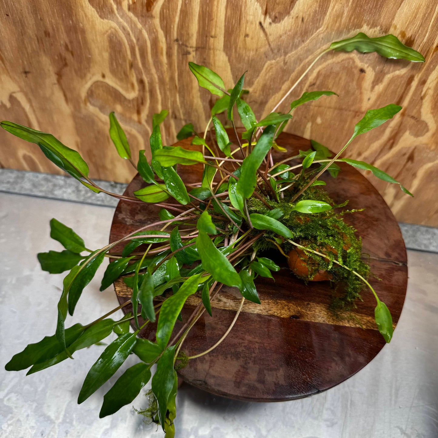 Pisces Enterprises One Only Lutea Cryptocoryne and Zipper Moss Terracotta Vase - One Only Shop for Double Micranthemum Terracotta Vase Urn - One Only - Scapeshop Australia