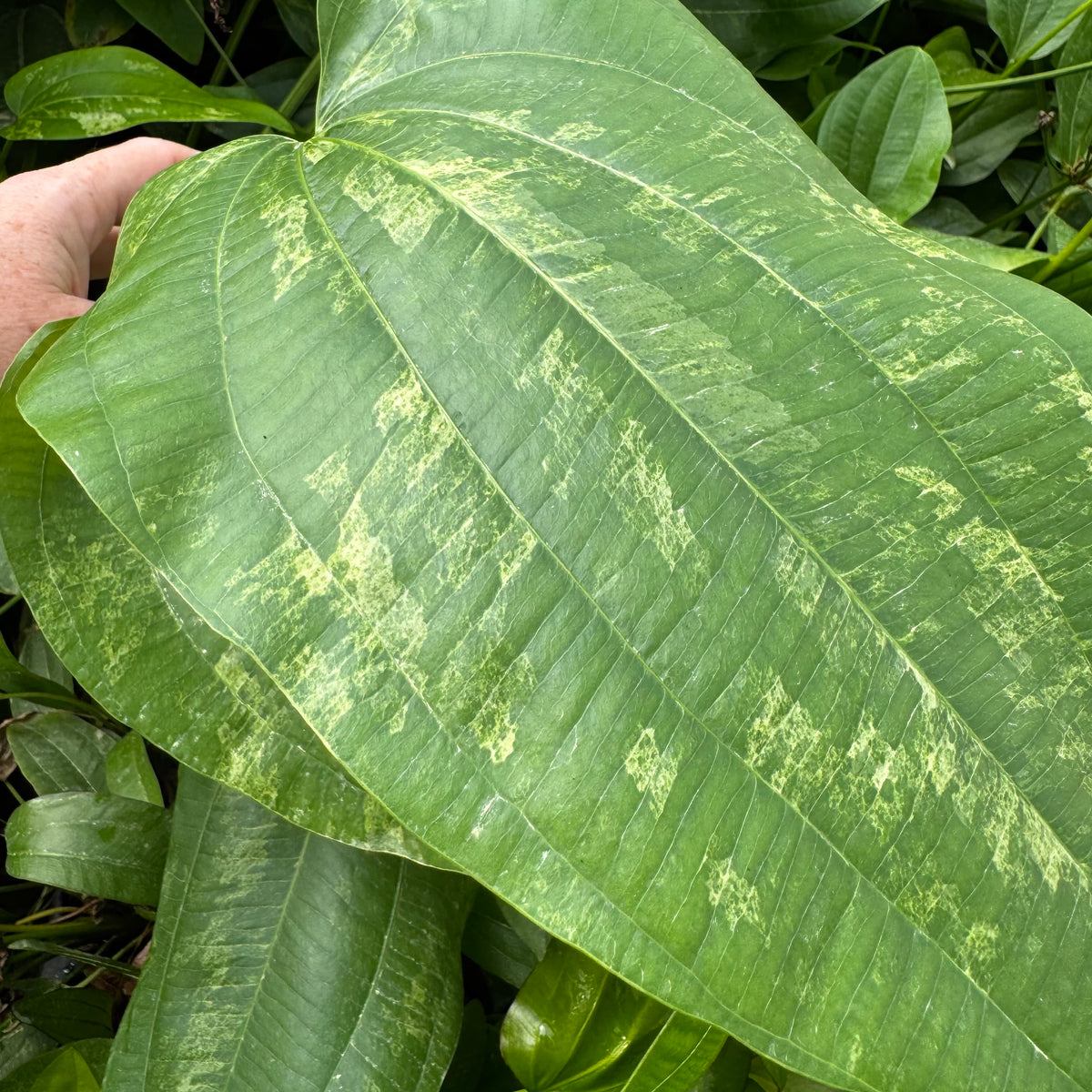 Pisces Enterprises One Only Marble Queen Sword - Extra-large Echinodorus - One Only Marble Queen Sword - Extra-large Echinodorus - One Only