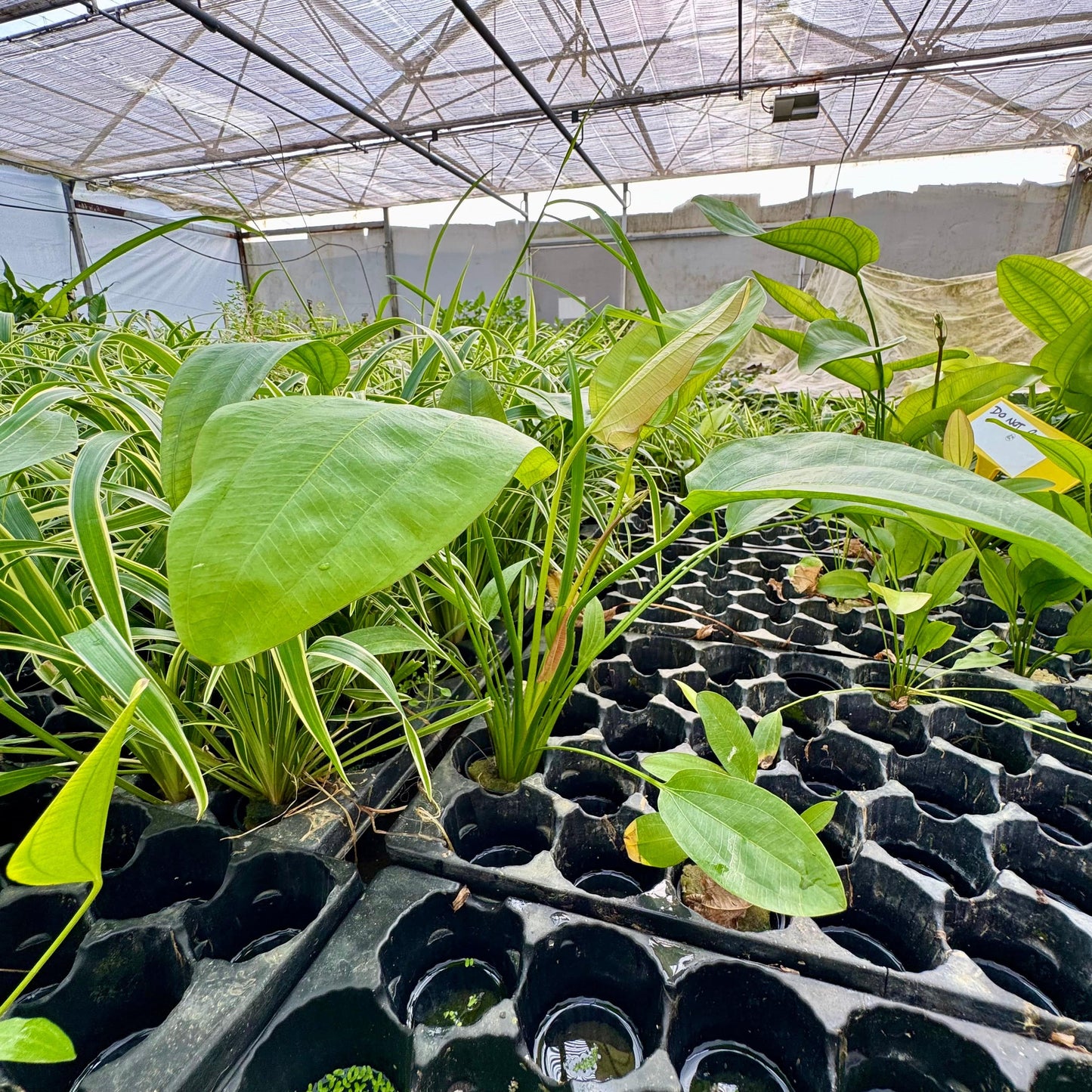 Pisces Enterprises One Only Mega Oriental Sword - Extra-large Echinodorus Plant - One Only Mega Oriental Sword - Extra-large Echinodorus Plant - One Only