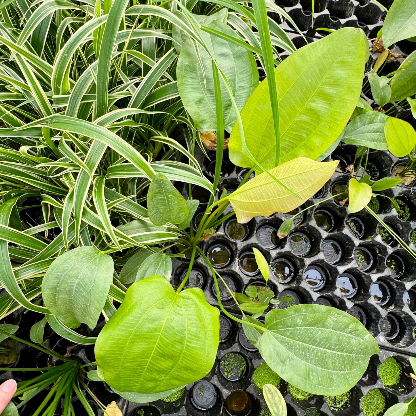 Pisces Enterprises One Only Mega Oriental Sword - Extra-large Echinodorus Plant - One Only Mega Oriental Sword - Extra-large Echinodorus Plant - One Only