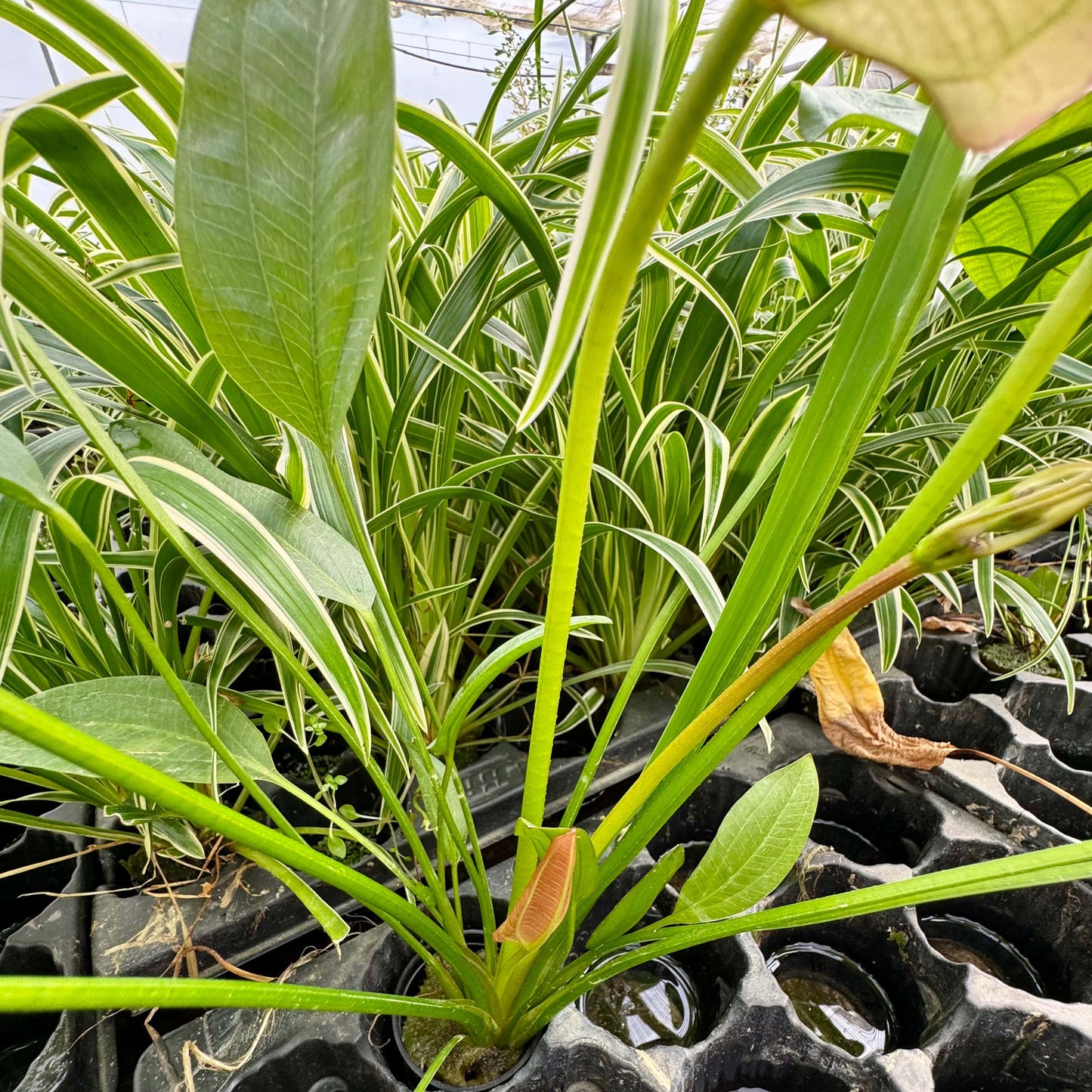 Pisces Enterprises One Only Mega Oriental Sword - Extra-large Echinodorus Plant - One Only Mega Oriental Sword - Extra-large Echinodorus Plant - One Only