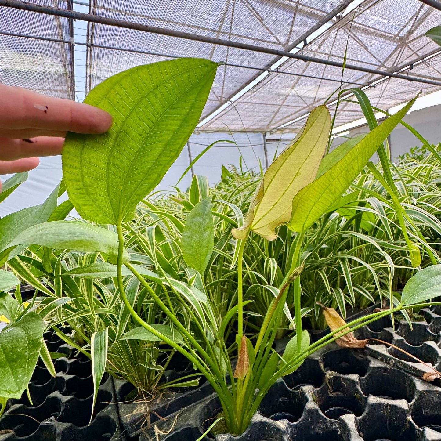 Pisces Enterprises One Only Mega Oriental Sword - Extra-large Echinodorus Plant - One Only Mega Oriental Sword - Extra-large Echinodorus Plant - One Only