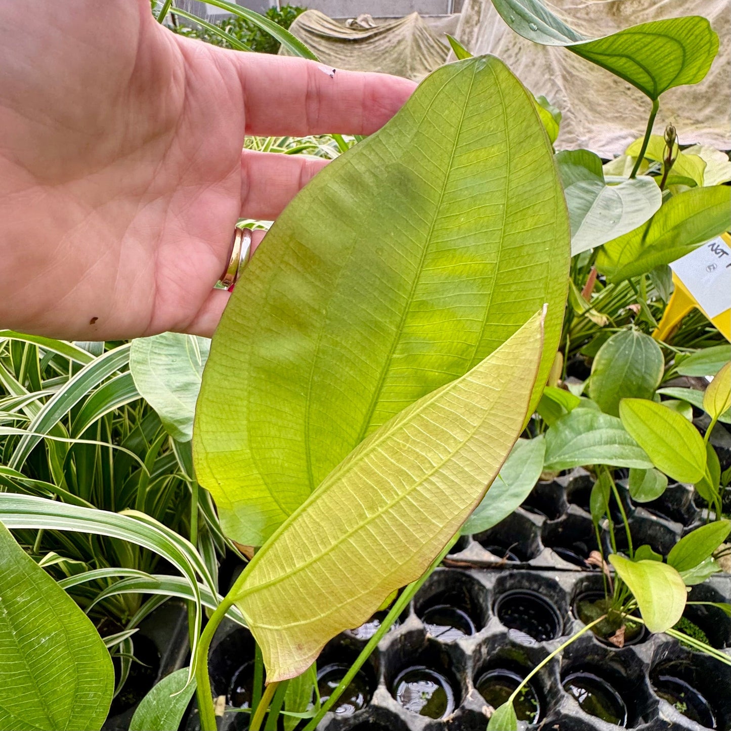 Pisces Enterprises One Only Mega Oriental Sword - Extra-large Echinodorus Plant - One Only Mega Oriental Sword - Extra-large Echinodorus Plant - One Only