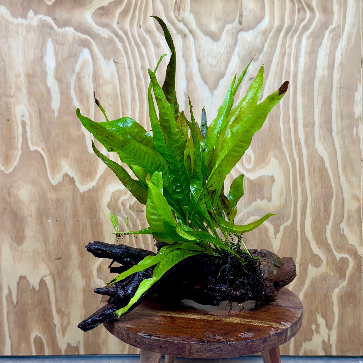 Scapeshop.com.au One Only Microsorum Driftwood Creation - Large (Java Fern) - One Only - Elegant Microsorum Driftwood Creation - Large (Java Fern) - One Only - Elegant