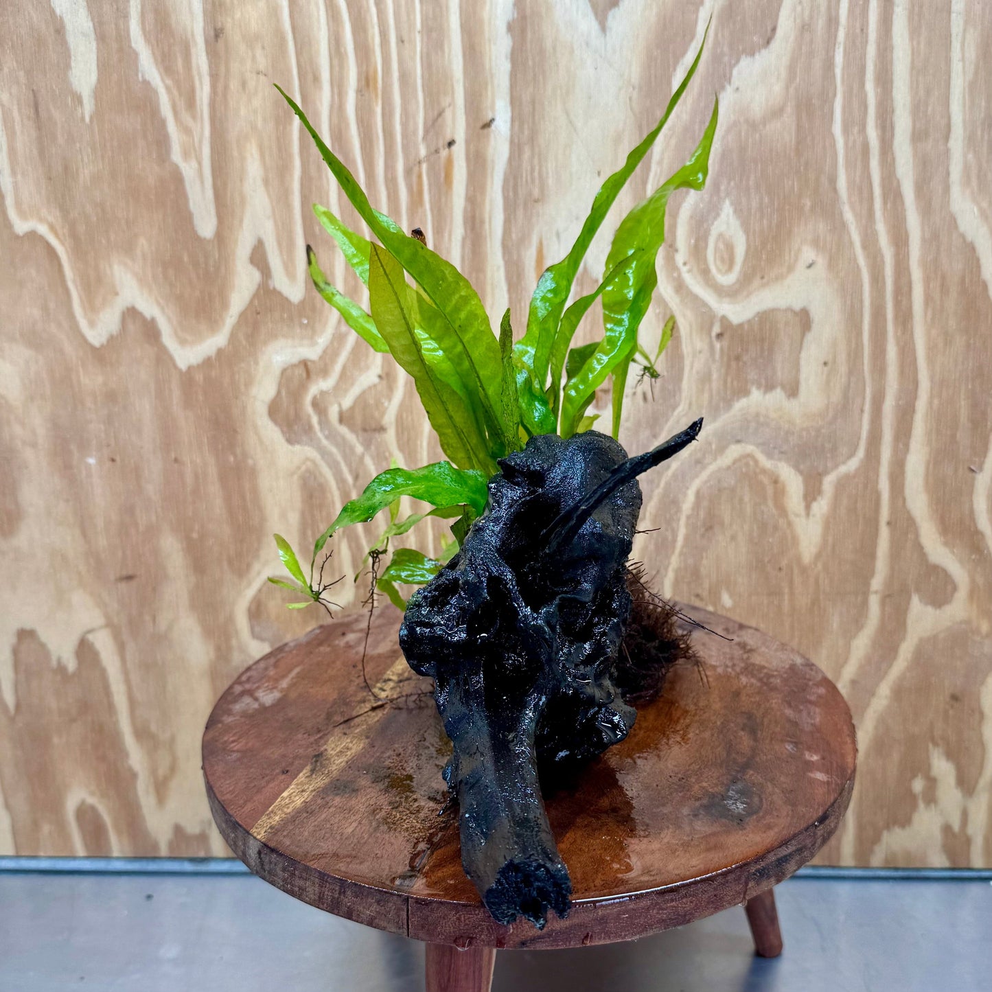 Scapeshop.com.au One Only Microsorum Driftwood Creation - Large (Java Fern) - One Only - Elegant Microsorum Driftwood Creation - Large (Java Fern) - One Only - Elegant