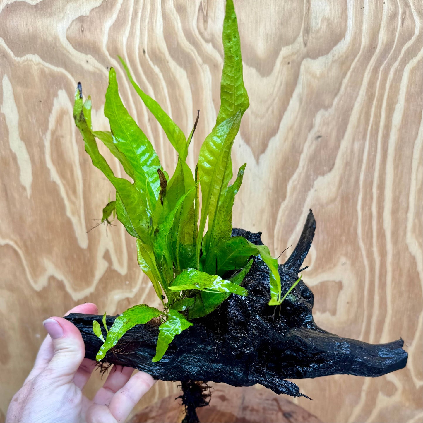 Scapeshop.com.au One Only Microsorum Driftwood Creation - Large (Java Fern) - One Only - Elegant Microsorum Driftwood Creation - Large (Java Fern) - One Only - Elegant