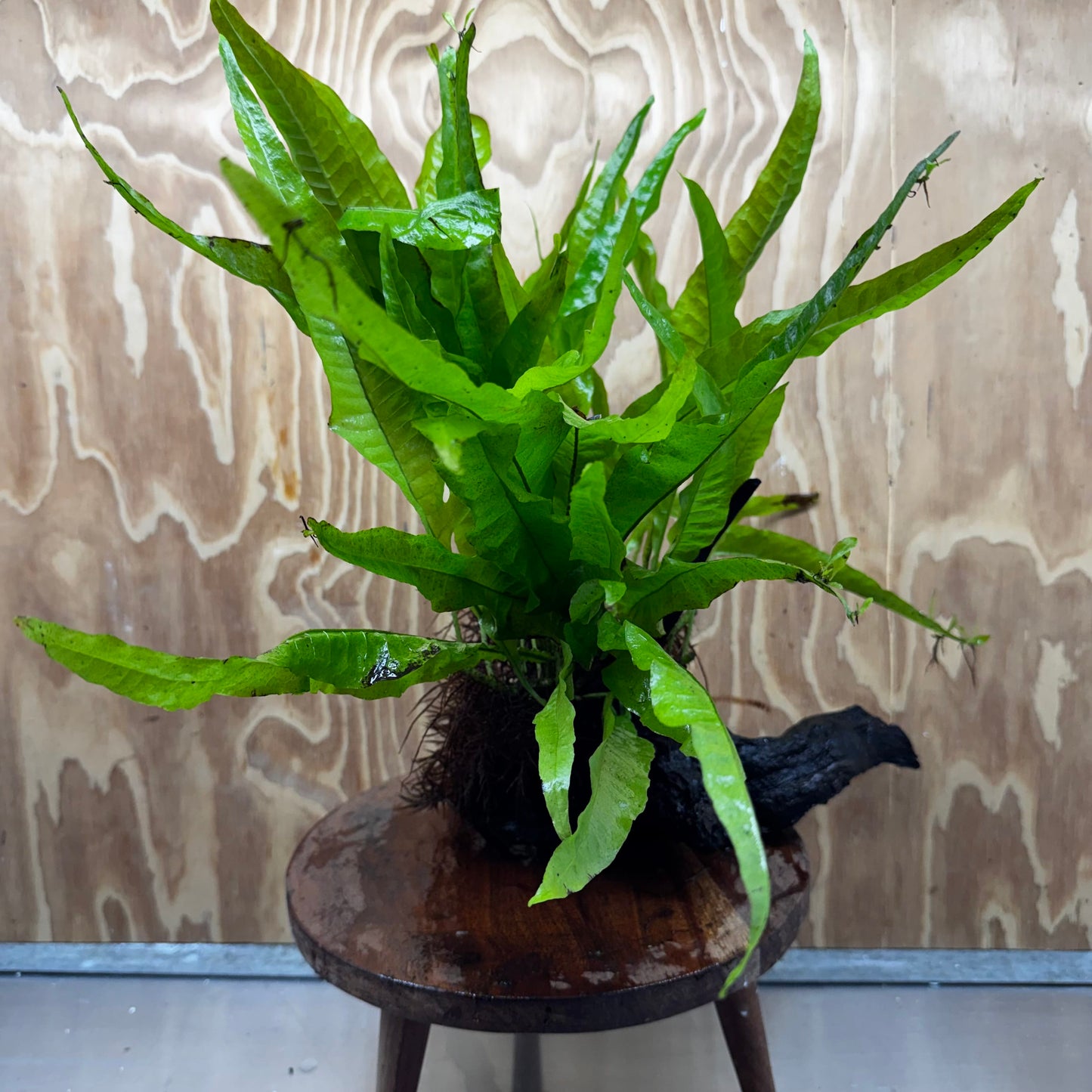Scapeshop.com.au One Only Microsorum Driftwood Creation - Large (Java Fern) - One Only - Elegant Microsorum Driftwood Creation - Large (Java Fern) - One Only - Elegant