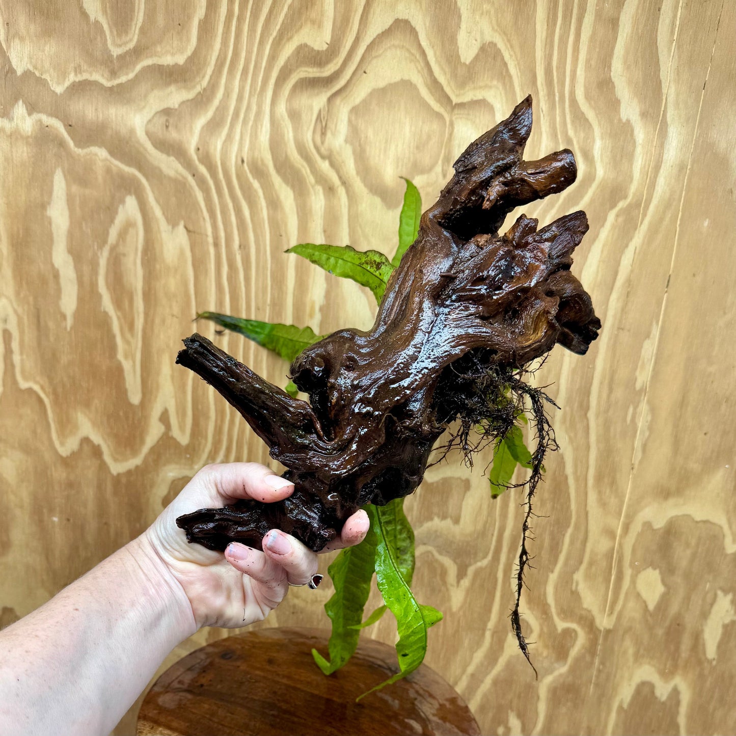 Scapeshop.com.au One Only Microsorum Driftwood Creation - Large (Java Fern) - One Only - Excellent Microsorum Driftwood Creation - Large (Java Fern) - One Only - Excellent
