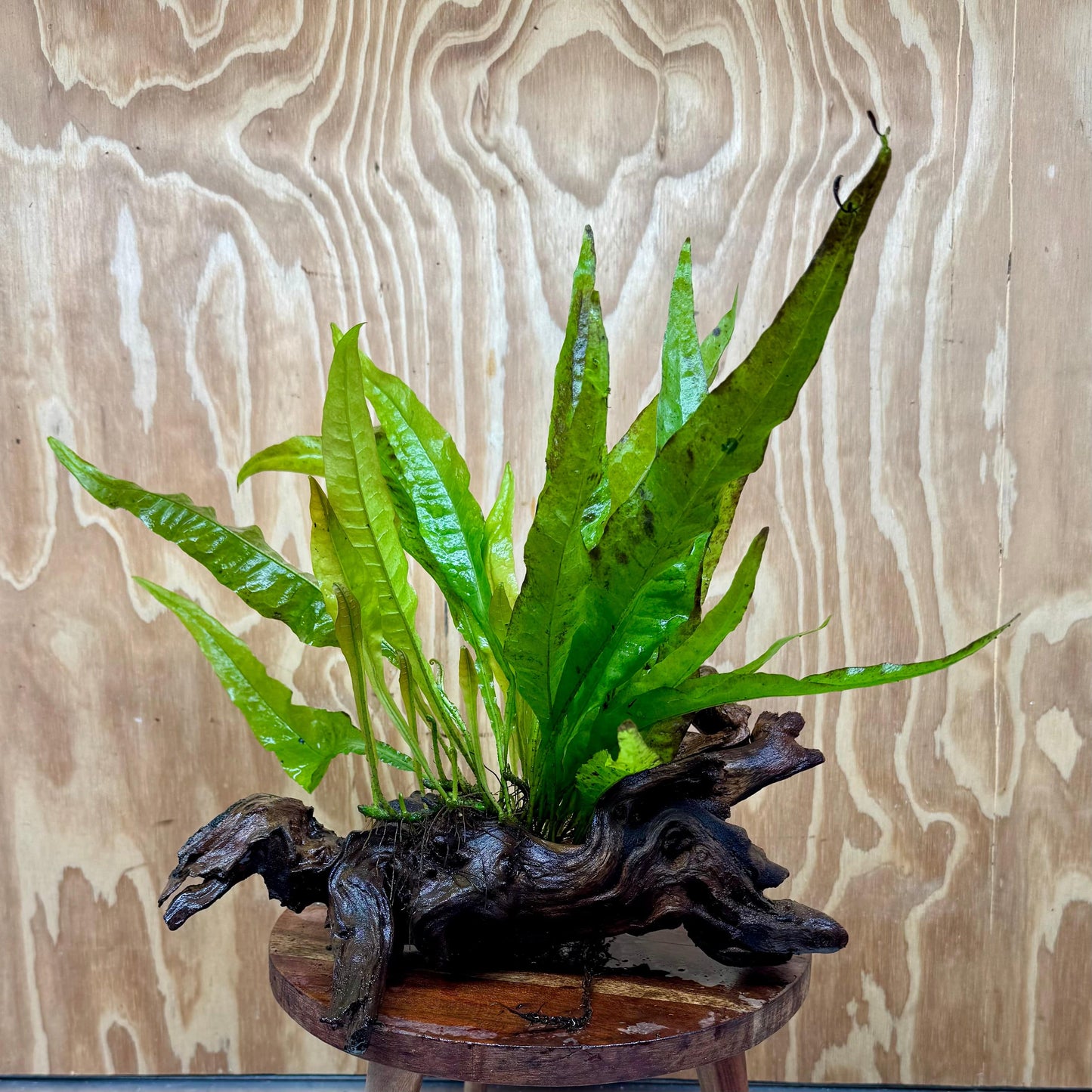 Scapeshop.com.au One Only Microsorum Driftwood Creation - Large (Java Fern) - One Only - Excellent Microsorum Driftwood Creation - Large (Java Fern) - One Only - Excellent