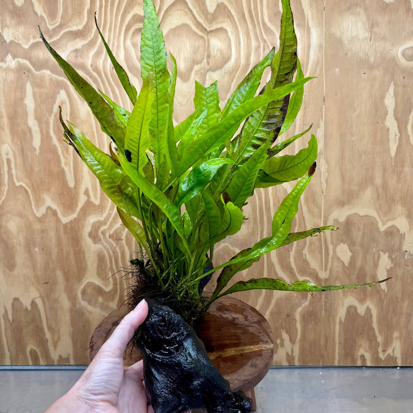 Scapeshop.com.au One Only Microsorum Driftwood Creation - Large (Java Fern) - One Only - Excellent Microsorum Driftwood Creation - Large (Java Fern) - One Only - Excellent