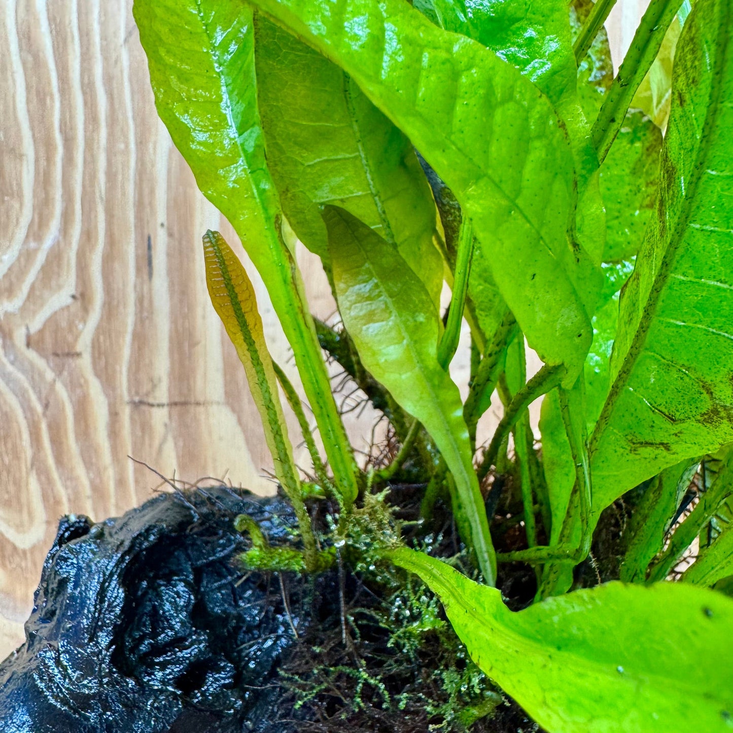 Scapeshop.com.au One Only Microsorum Driftwood Creation - Large (Java Fern) - One Only - Excellent Microsorum Driftwood Creation - Large (Java Fern) - One Only - Excellent