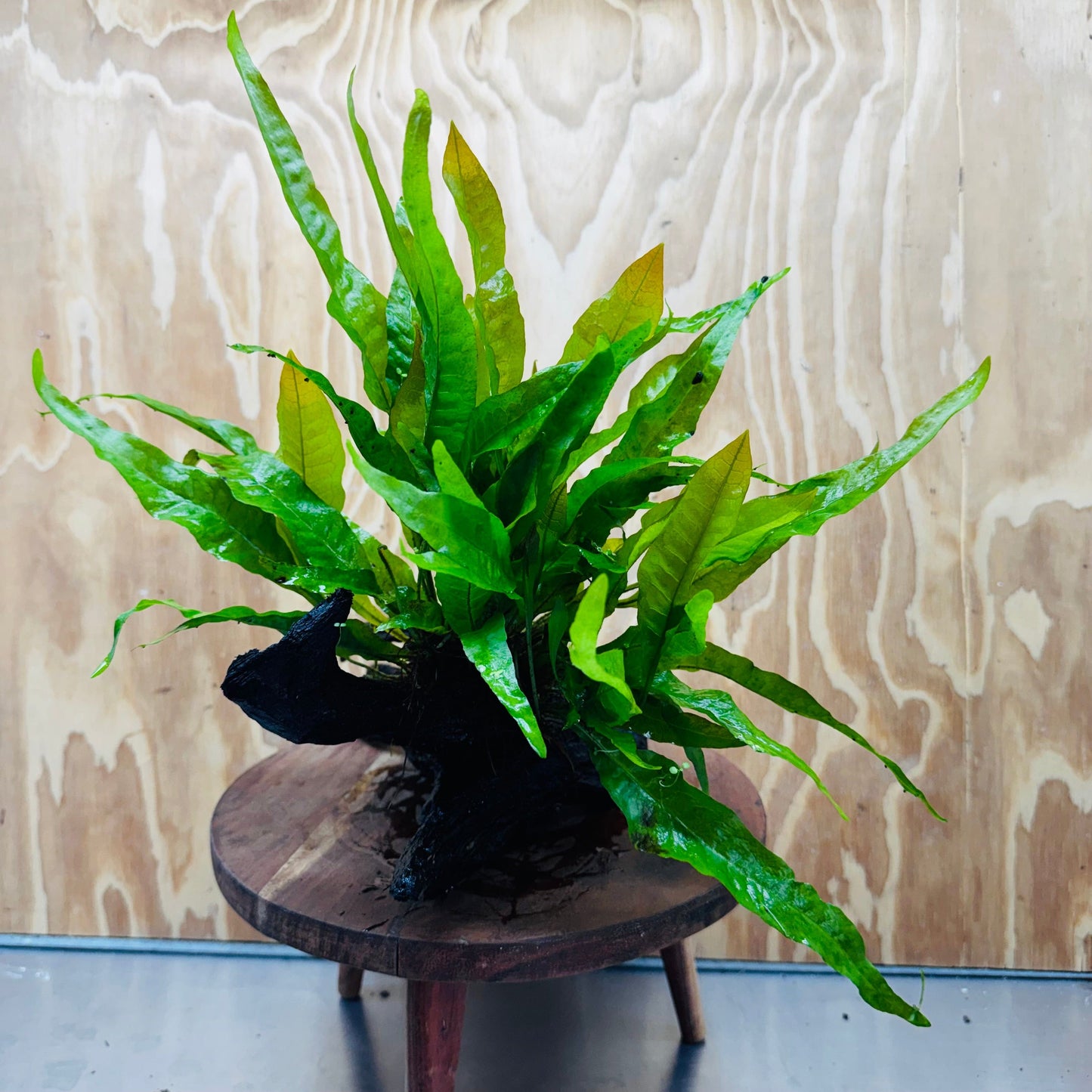 Scapeshop.com.au One Only Microsorum Driftwood Creation - Large (Java Fern) - One Only - Excellent Microsorum Driftwood Creation - Large (Java Fern) - One Only - Excellent