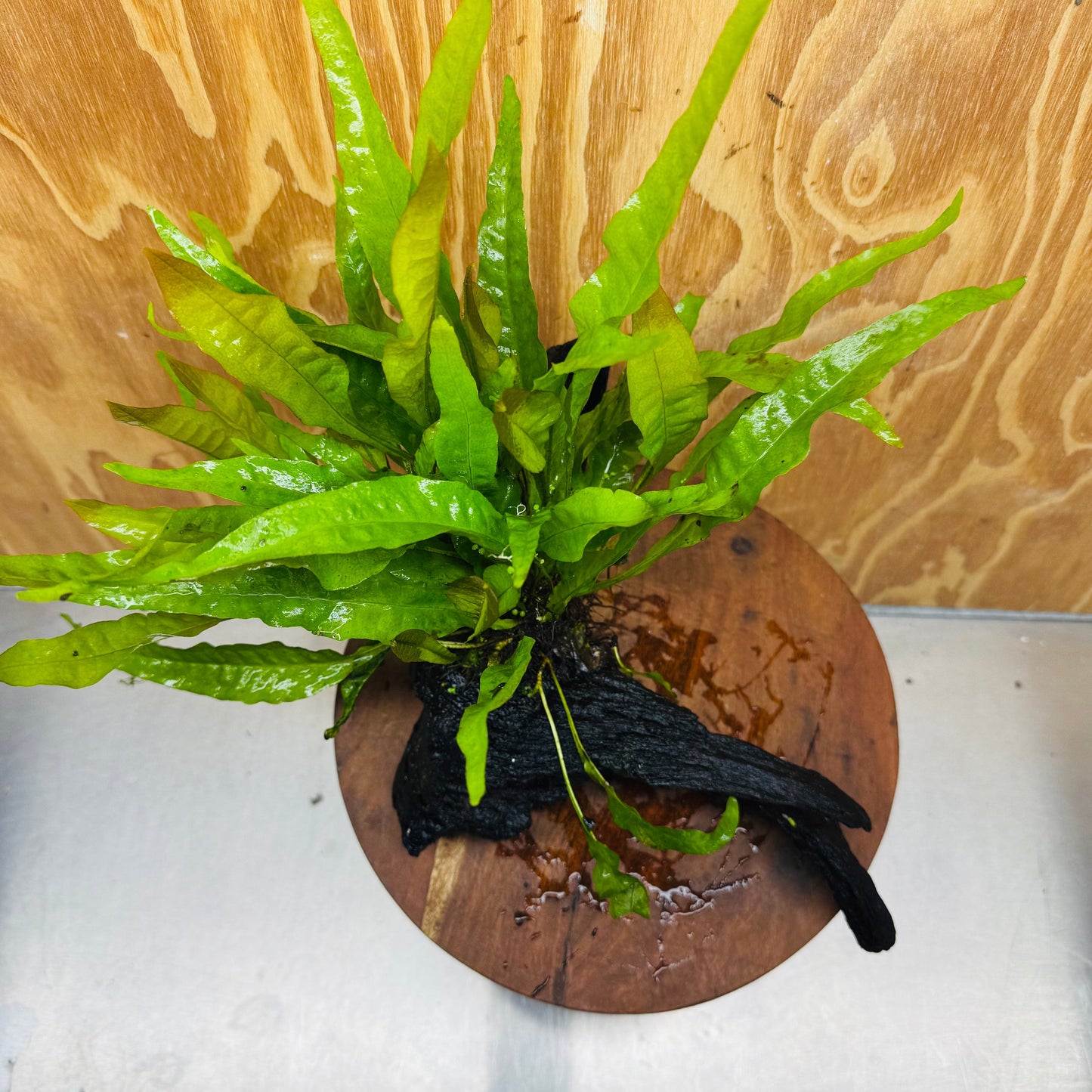 Scapeshop.com.au One Only Microsorum Driftwood Creation - Large (Java Fern) - One Only - Excellent Microsorum Driftwood Creation - Large (Java Fern) - One Only - Excellent