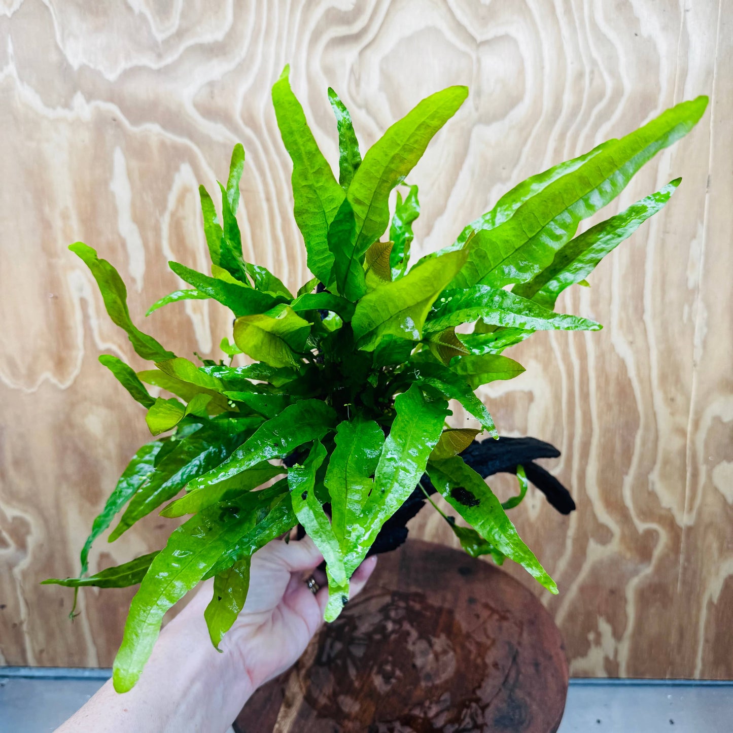 Scapeshop.com.au One Only Microsorum Driftwood Creation - Large (Java Fern) - One Only - Excellent Microsorum Driftwood Creation - Large (Java Fern) - One Only - Excellent