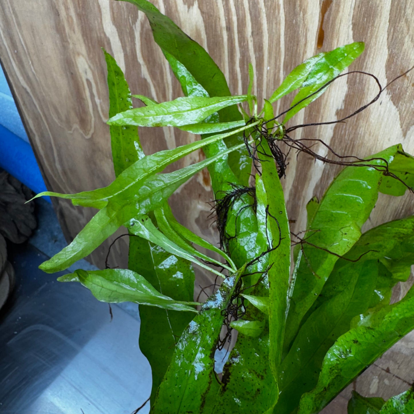 Scapeshop.com.au One Only Microsorum Driftwood Creation - Large (Java Fern) - One Only - Excellent Microsorum Driftwood Creation - Large (Java Fern) - One Only - Excellent