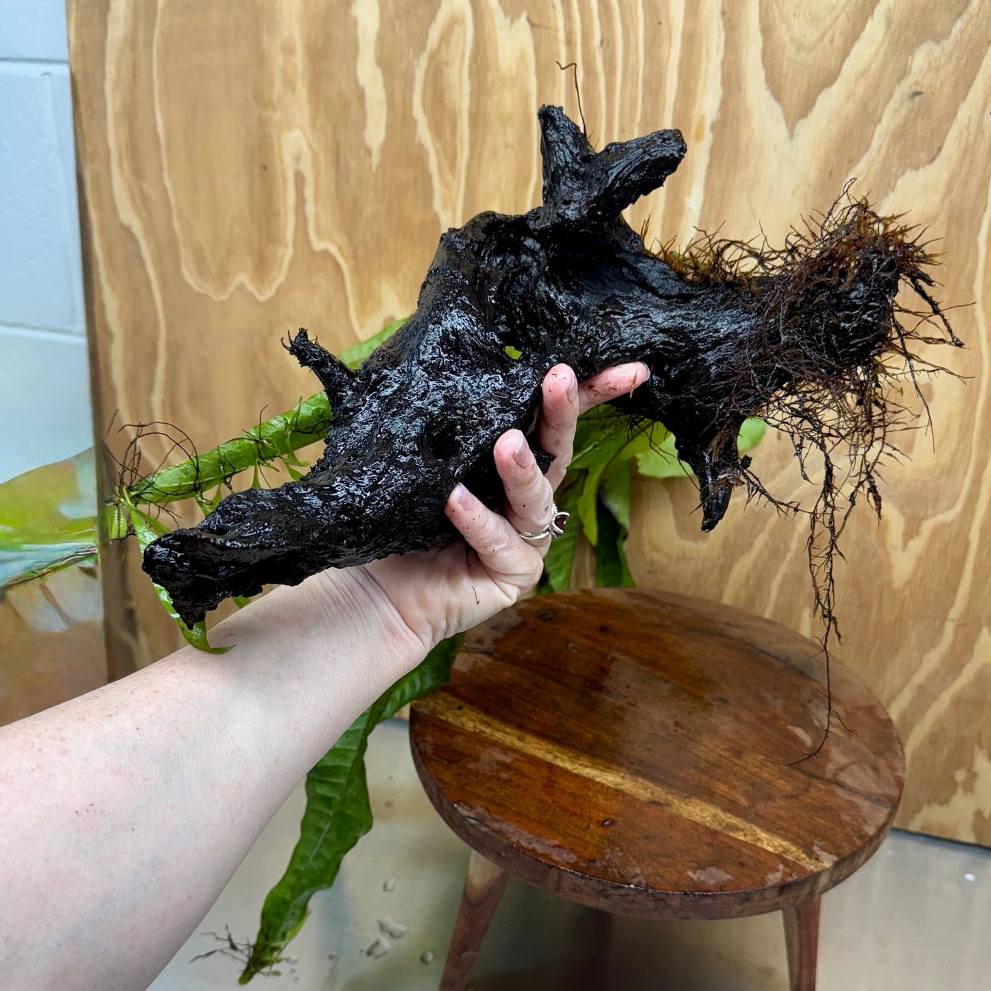 Scapeshop.com.au One Only Microsorum Driftwood Creation - Large (Java Fern) - One Only - Grand Microsorum Driftwood Creation - Large (Java Fern) - One Only - Grand
