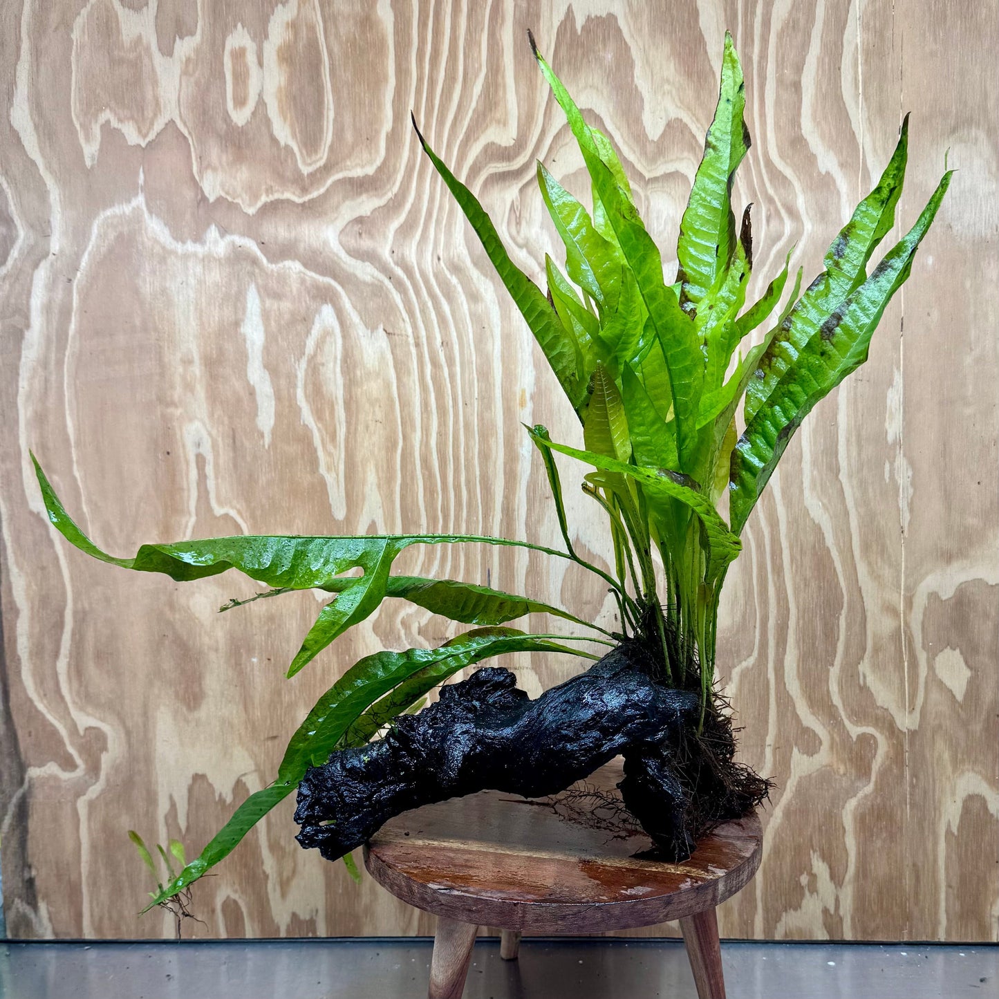 Scapeshop.com.au One Only Microsorum Driftwood Creation - Large (Java Fern) - One Only - Grand Microsorum Driftwood Creation - Large (Java Fern) - One Only - Grand