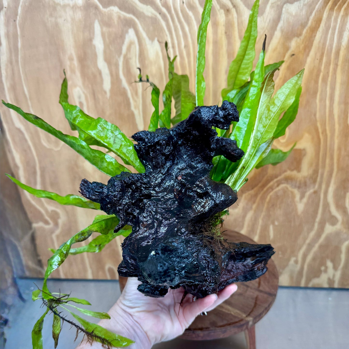 Scapeshop.com.au One Only Microsorum Driftwood Creation - Medium (Java Fern) - One Only - Bold Microsorum Driftwood Creation - Medium (Java Fern) - One Only - Bold