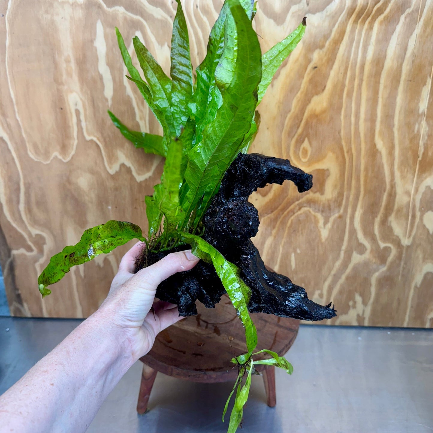 Scapeshop.com.au One Only Microsorum Driftwood Creation - Medium (Java Fern) - One Only - Bold Microsorum Driftwood Creation - Medium (Java Fern) - One Only - Bold