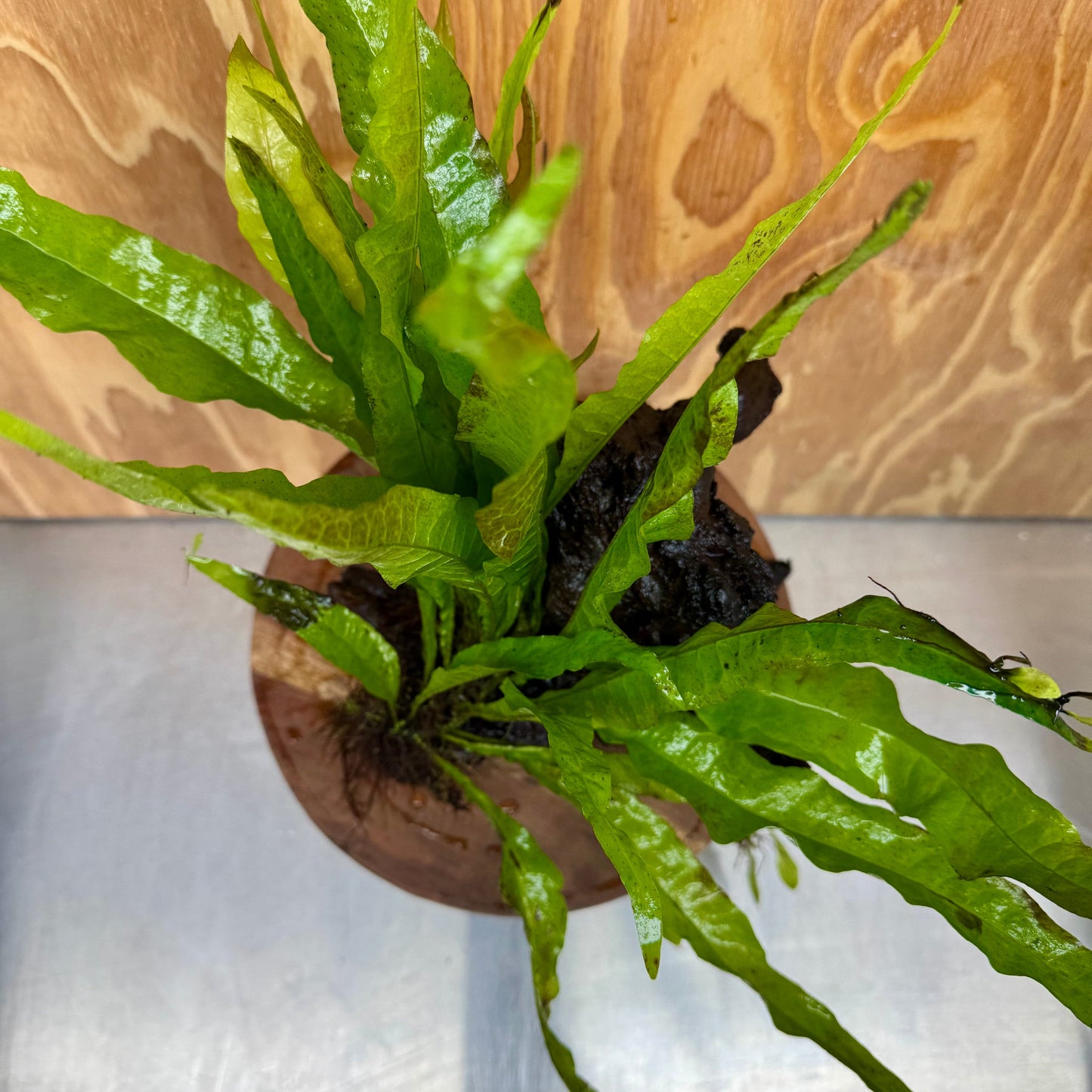 Scapeshop.com.au One Only Microsorum Driftwood Creation - Medium (Java Fern) - One Only - Bold Microsorum Driftwood Creation - Medium (Java Fern) - One Only - Bold