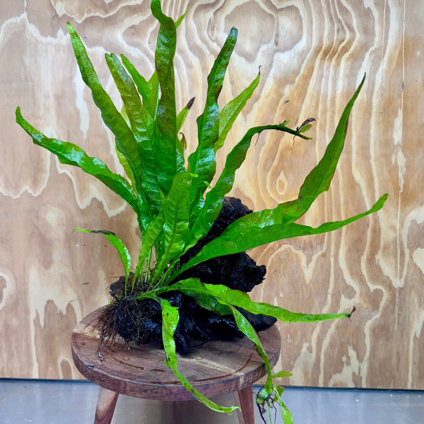 Scapeshop.com.au One Only Microsorum Driftwood Creation - Medium (Java Fern) - One Only - Bold Microsorum Driftwood Creation - Medium (Java Fern) - One Only - Bold